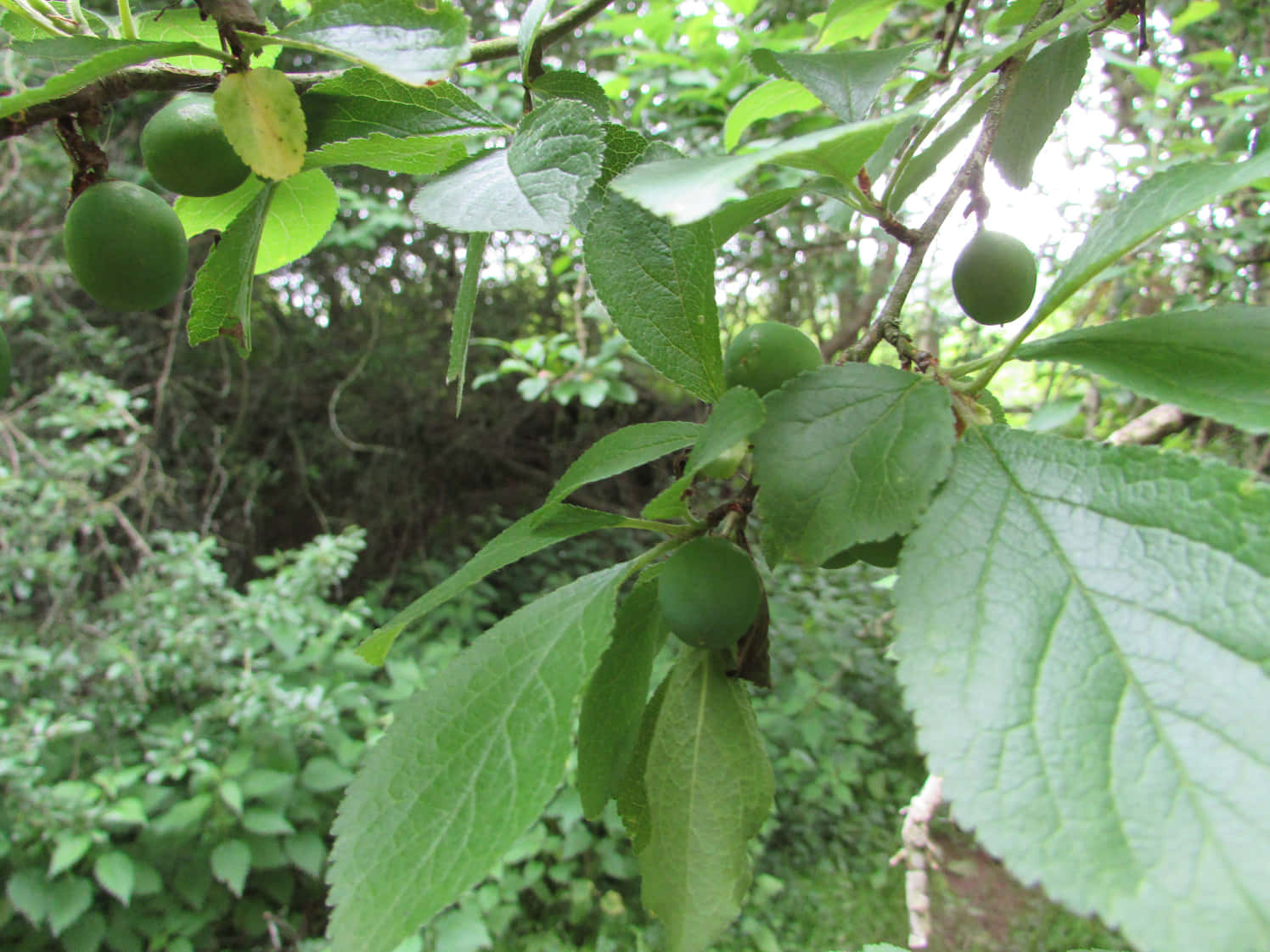 野生未熟黑 plum 挂在枝頭 壁紙 — 特寫鏡頭：翠綠的李子掛在枝葉茂盛的樹枝上，背景是茂密的森林。