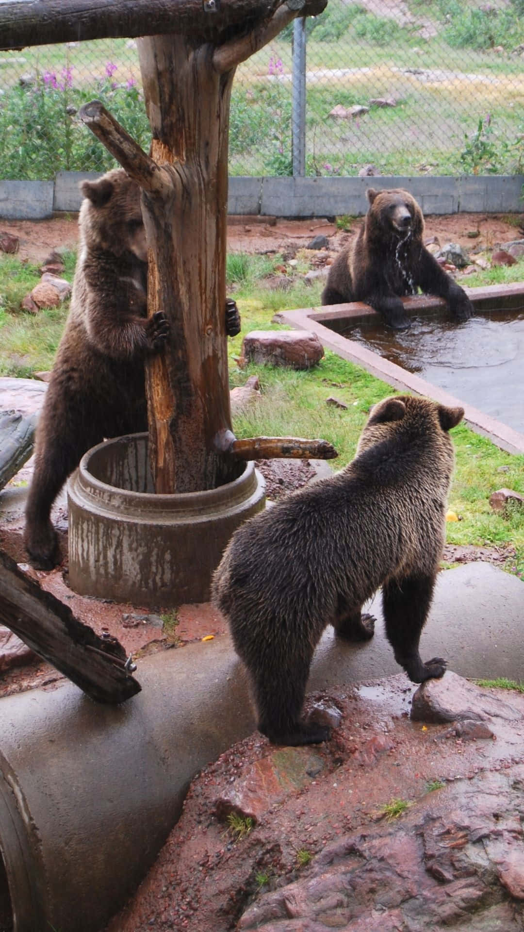 野生熊在自然棲息地中悠然漫步 壁紙 — 三隻棕熊在動物園圍欄內互動，一隻在水中玩耍，另一隻爬上樹樁，第三隻在附近觀看。