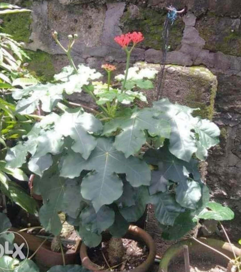 盆栽植物，有紅色花朵和大型綠葉，背景是長滿苔蘚的石牆。