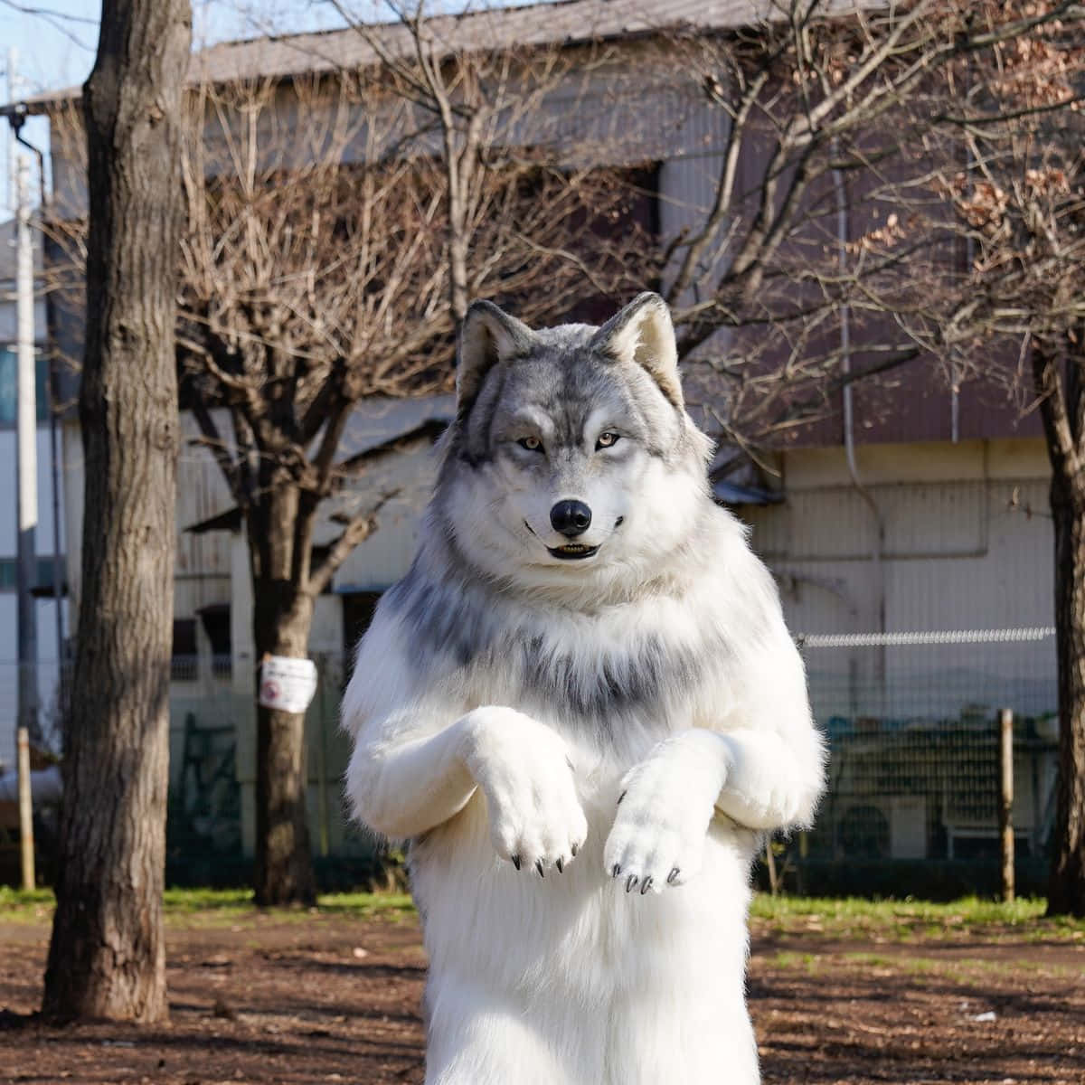 穿著精細白色狼服的人，站在有光禿樹木的公園裡。