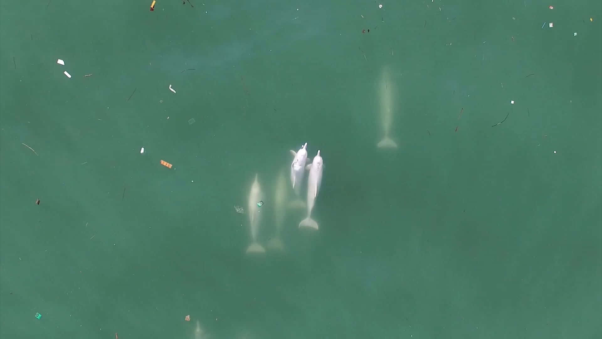 白海豚在綠色海水中與漂浮垃圾一同游泳。 — 邁阿密海豚 GIF 壁紙