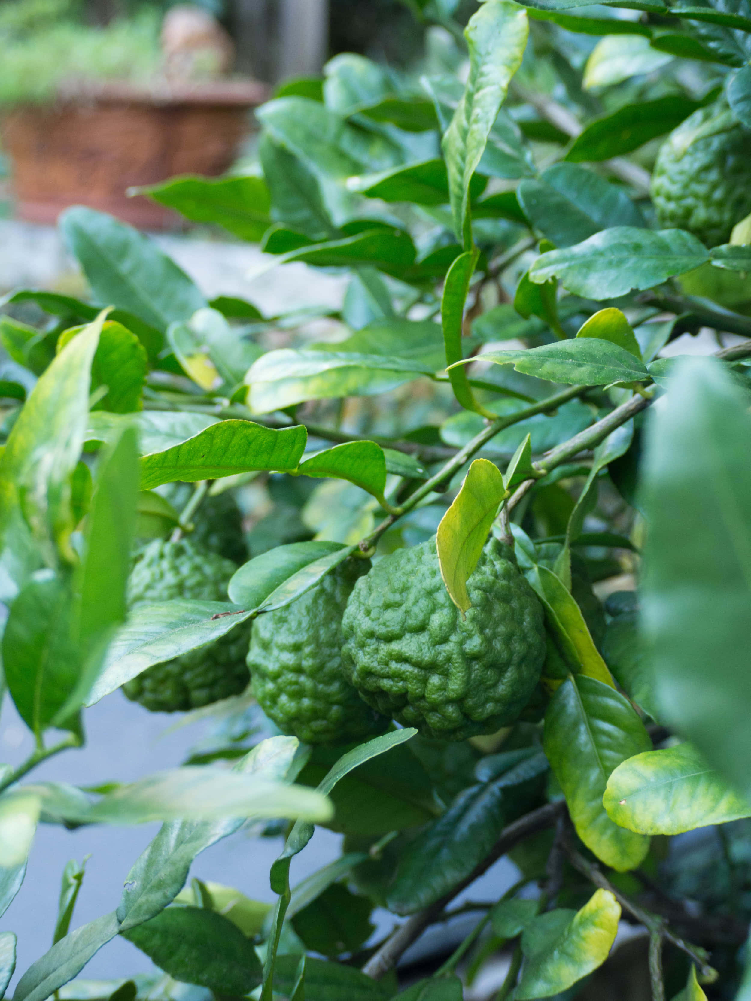 野生綠色柑橘檸檬香茅 壁紙 — 成熟的綠色香櫞在陽光照射的樹枝上，沉甸甸地掛在光亮的葉子之間。