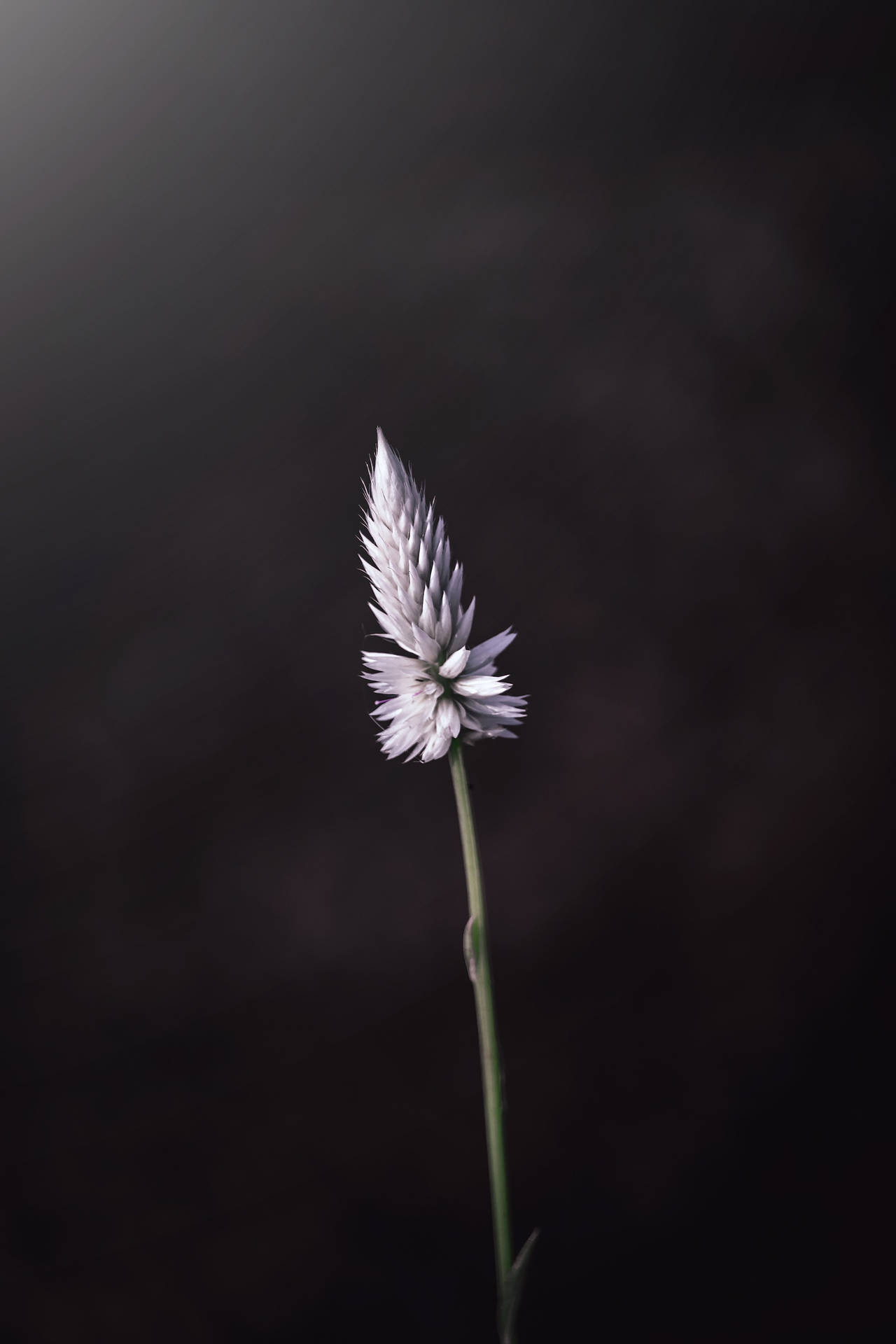 一朵帶有羽毛狀花瓣的白色花朵，在黑暗背景中聳立。