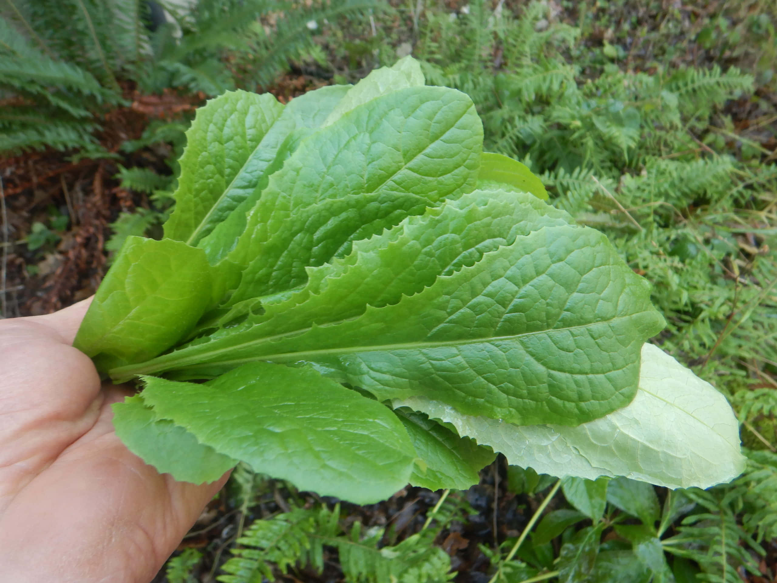 野生萵苣植物在自然中生長 壁紙 — 一隻手拿著邊緣呈鋸齒狀的鮮綠色生菜葉，背景是蕨類植物和森林地面。