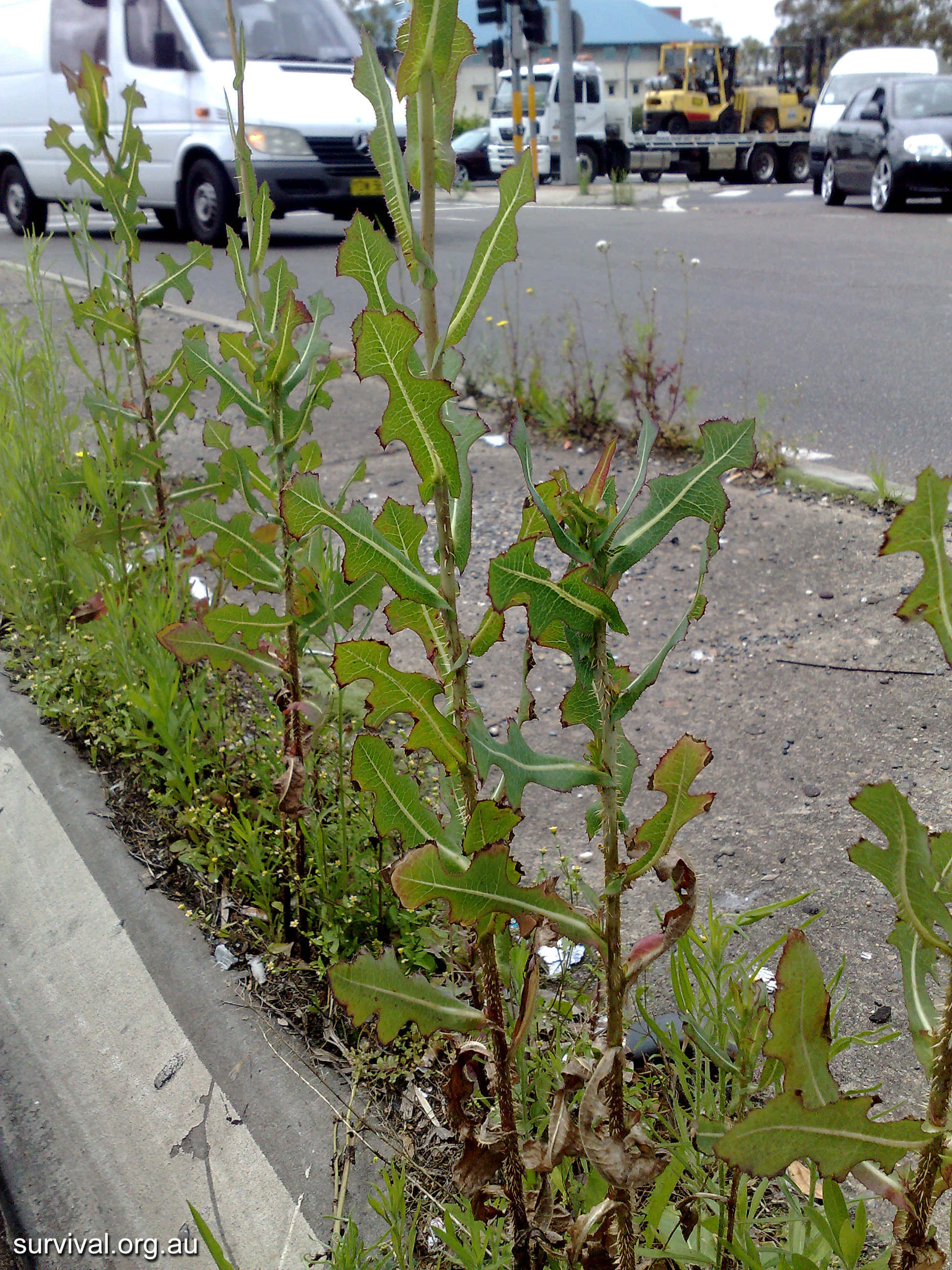 野生萵苣植物的迷人綠色 壁紙 — 高大的鋸齒狀綠色雜草在繁忙街道旁一條裂開的路邊溝渠中頑強生長，街道上有汽車和卡車。