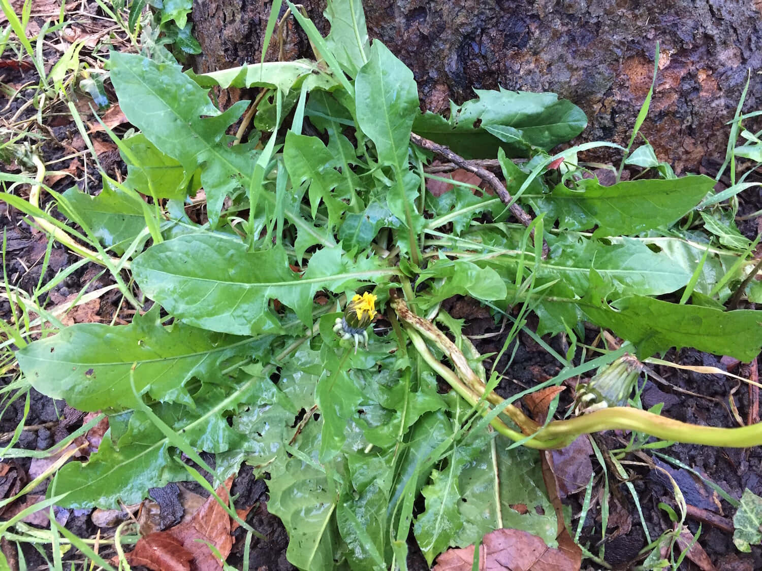 野生萵苣的近距離特寫 壁紙 — 一棵蒲公英植物的特寫，有充滿活力的綠葉和一朵黃色花朵在樹幹附近盛開。
