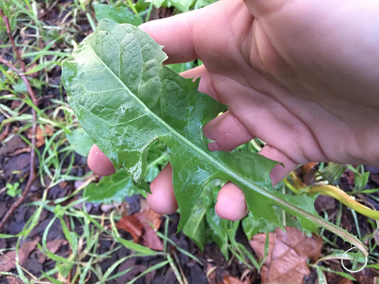 野生萵苣的近距離特寫 壁紙 — 一隻手輕輕握住一片沾滿露水的蒲公英葉子，背景是潮濕的草地和落葉。