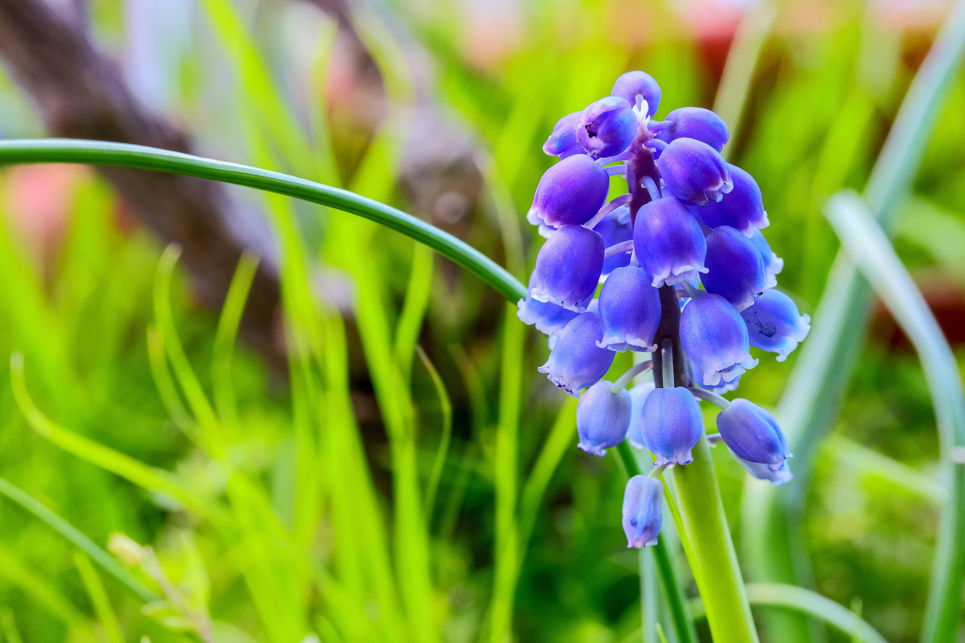 野生風信子花 壁紙 — 一簇鮮豔的深紫色葡萄風信子花朵，在柔和的翠綠草地背景中高高聳立。