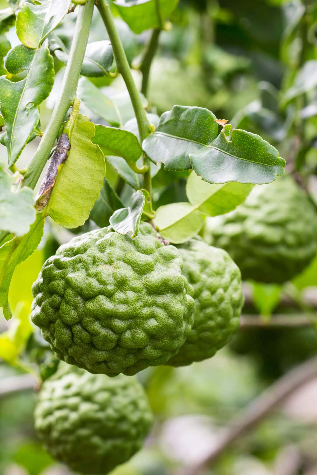 野生香茅檸檬叢 壁紙 — 成熟的綠色佛手柑果實沉甸甸地掛在枝葉茂密的樹枝上，光線柔和自然。