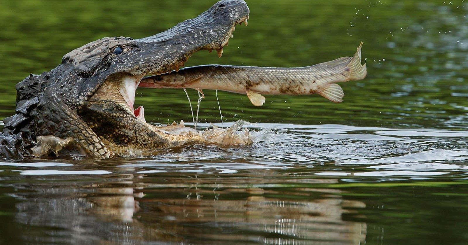 野生鱷魚捕食大魚圖 壁紙 — 一條鱷魚從渾濁的綠色水中躍起，伴隨著水花四濺，在半空中抓住一條魚。