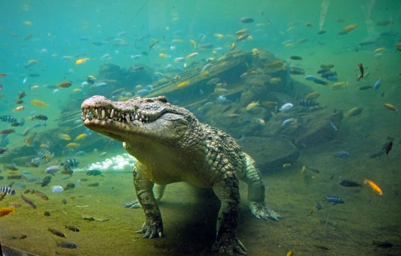 野生鱷魚與魚群游泳圖 壁紙 — 一條大鱷魚站在水族館的沙質底部，周圍有色彩繽紛的魚在綠色的水中游動。