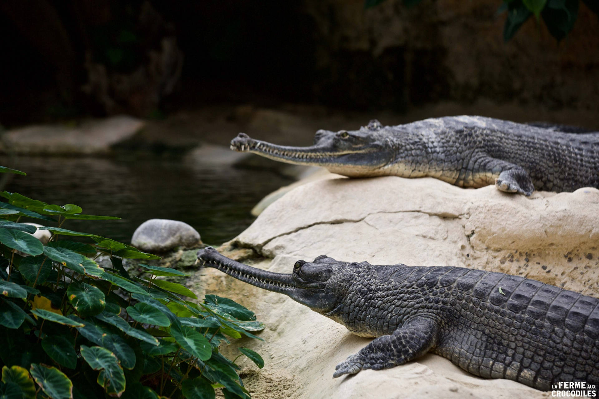 兩隻恆河鱷在水邊岩石上休息，周圍有綠色植物