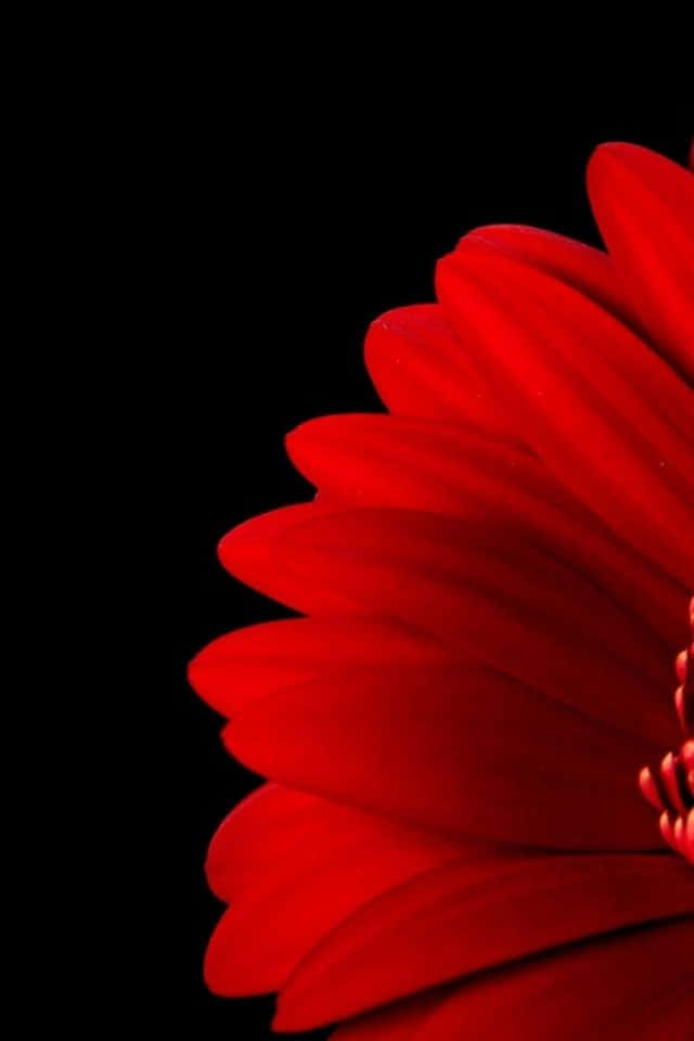 野花田為你的背景增添一點自然之美 壁紙 — 一朵鮮紅的非洲菊在純黑背景下盛開，花瓣層層疊疊，色彩飽和豐富。