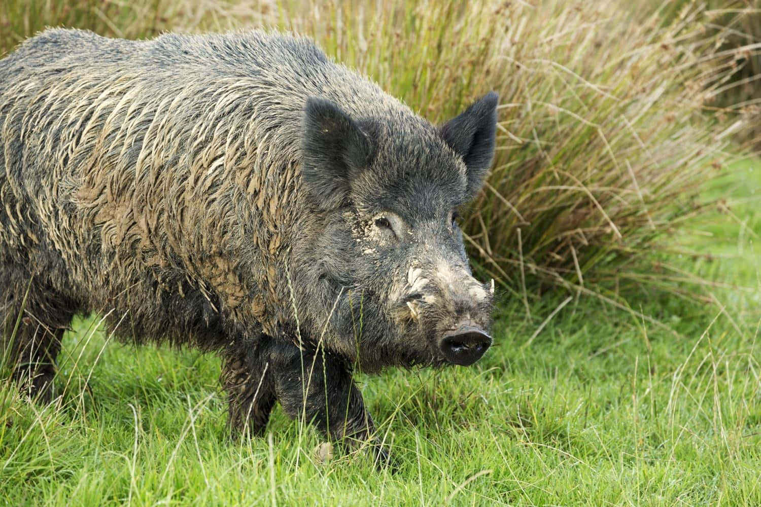 野豬在森林中覓食 壁紙 — 一頭滿身泥濘的野豬，毛髮粗糙剛硬，警覺地站在鮮綠的草地上，旁邊是乾燥的蘆葦。