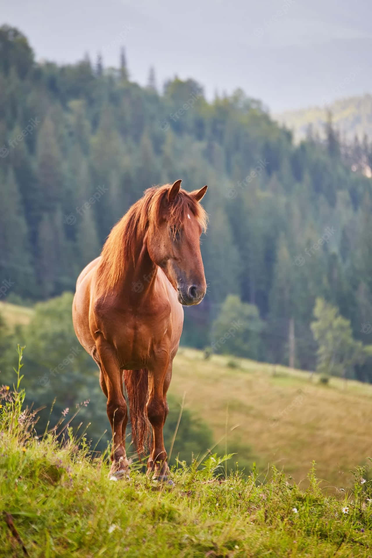 一匹栗色馬站在長滿草的山坡上，背景有森林覆蓋的山脈。