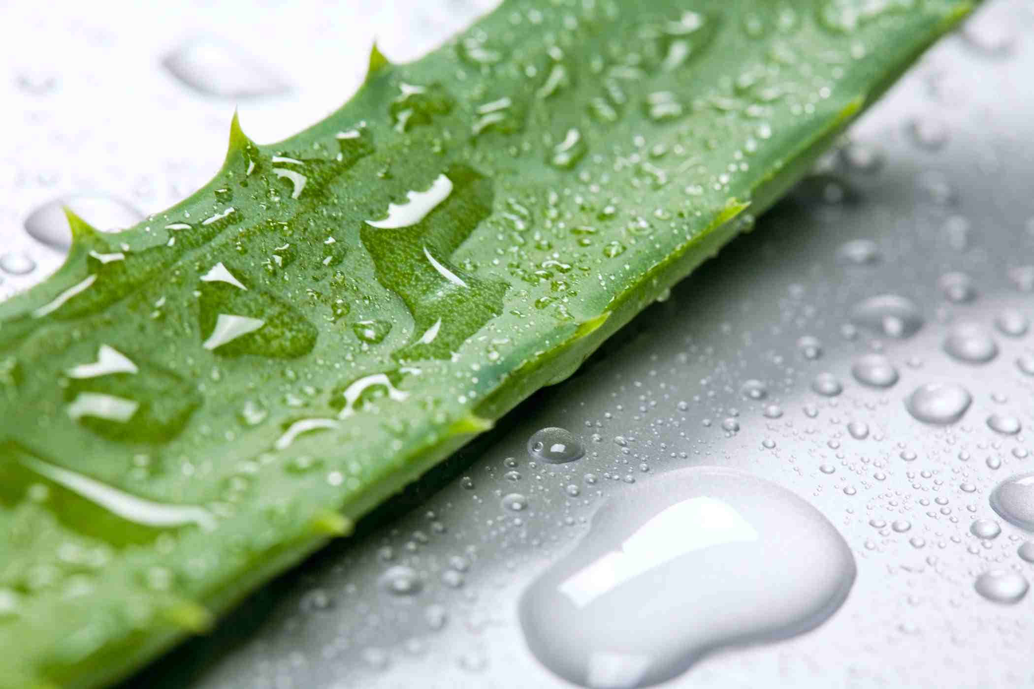 Aloe Vera 桌布 壁紙 — 金屬表面上帶有露水珠閃爍的鮮綠色蘆薈葉特寫。