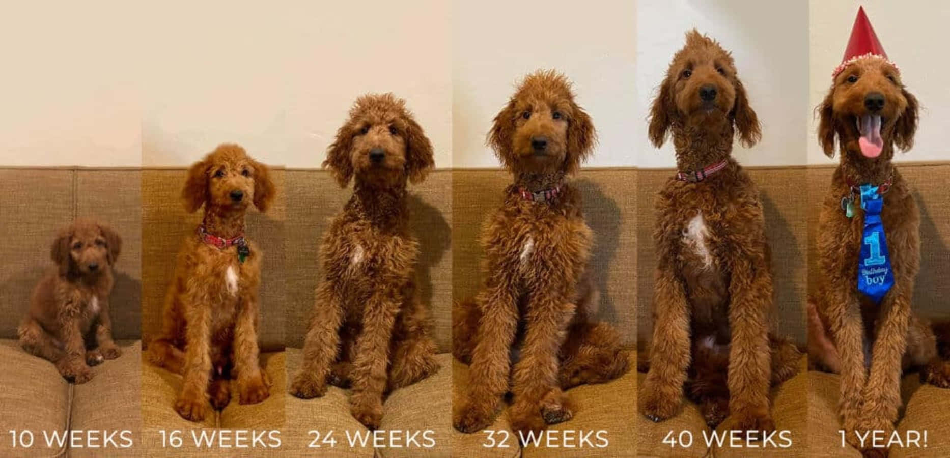 金毛 Retrievers 幼犬成長週期圖 壁紙 — 一隻紅色貴賓犬幼犬在12個月內長大成犬，以六張在沙發上拍攝的年齡進展照片展示。