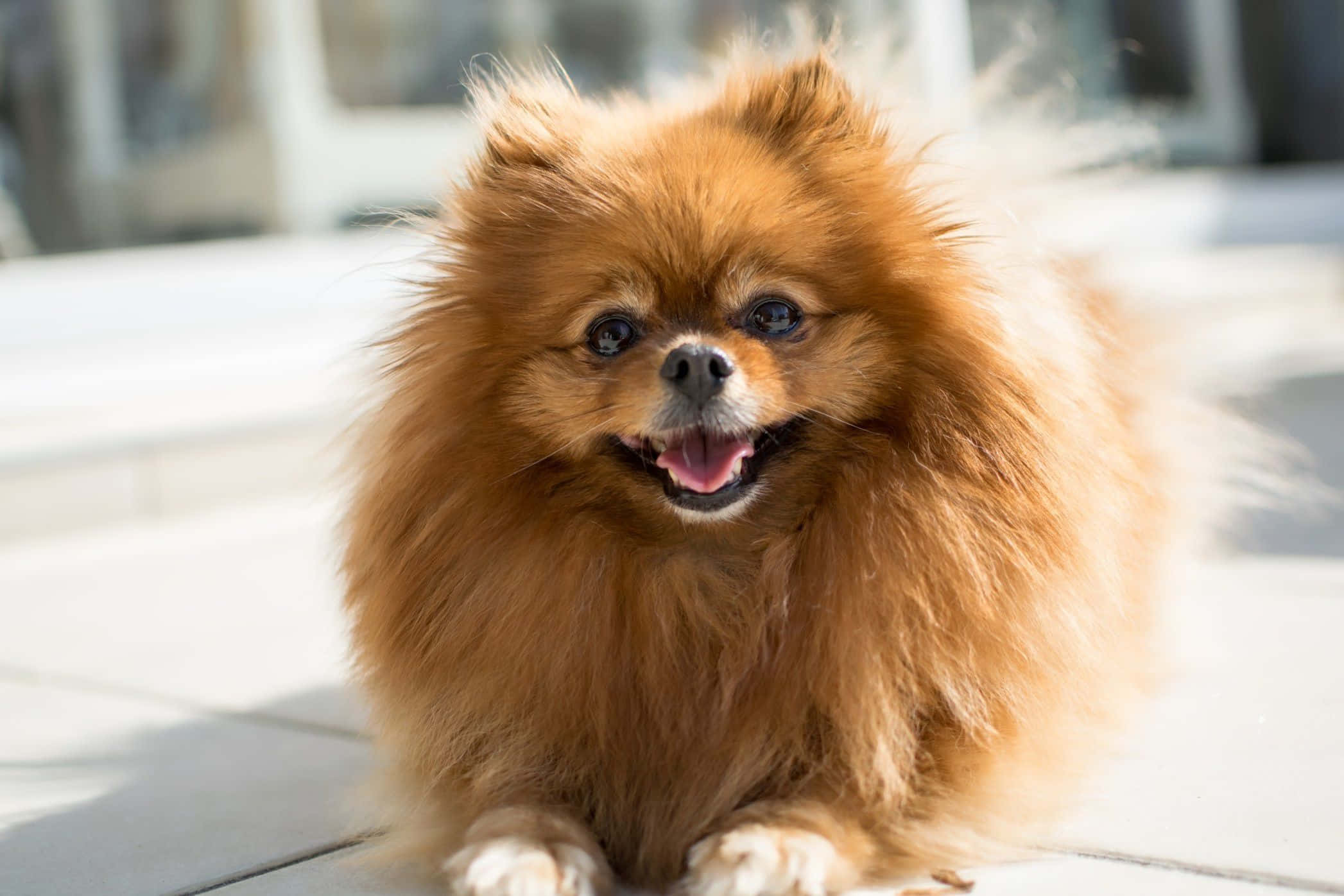 金毛尋回犬凝視前方的特寫 壁紙 — 一隻毛茸茸嘅紅棕色博美犬喺陽光普照嘅行人路上開心咁坐低，伸咗條脷出嚟。