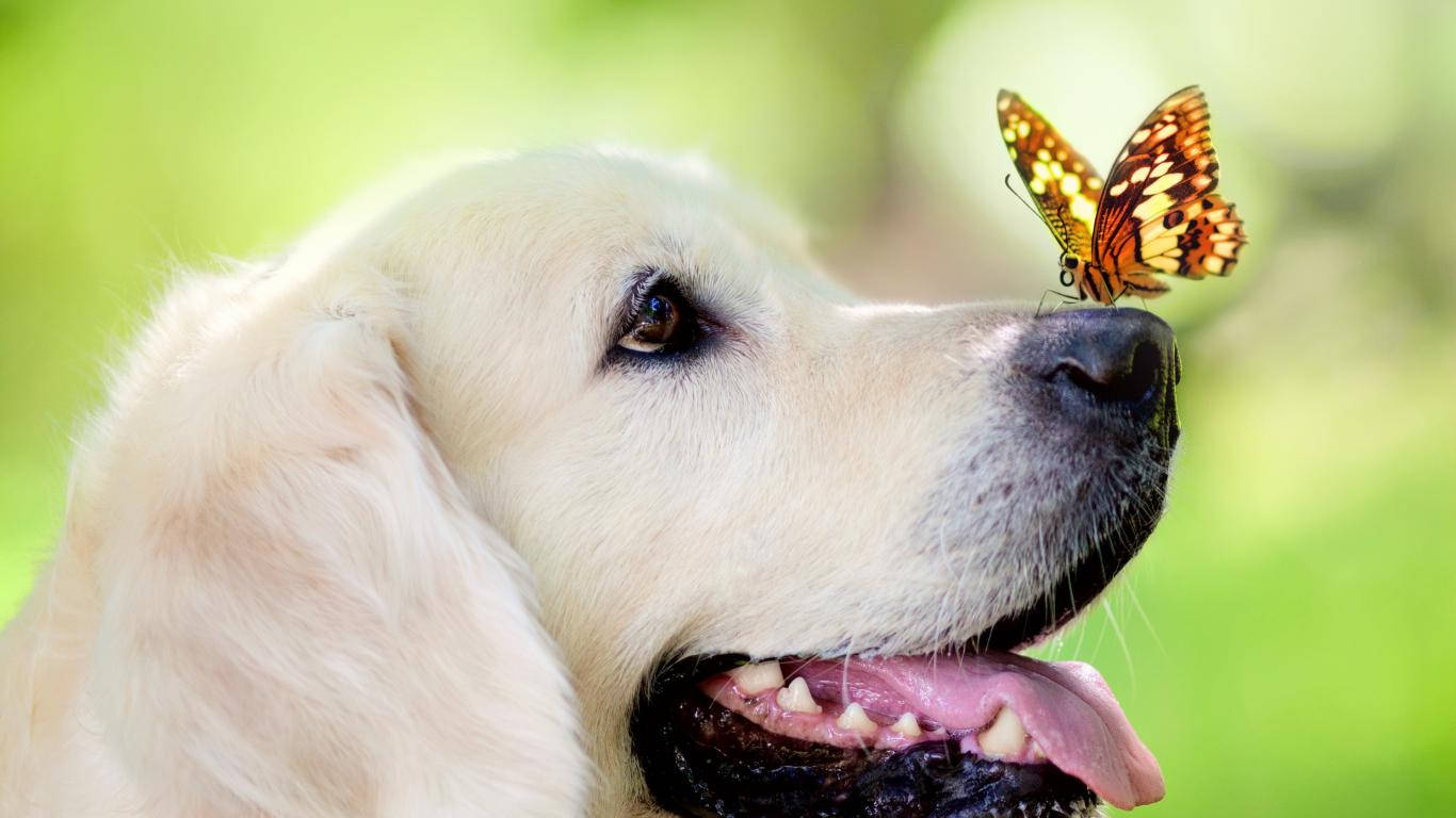 金毛尋回犬在陽光花園中鼻子上有蝴蝶