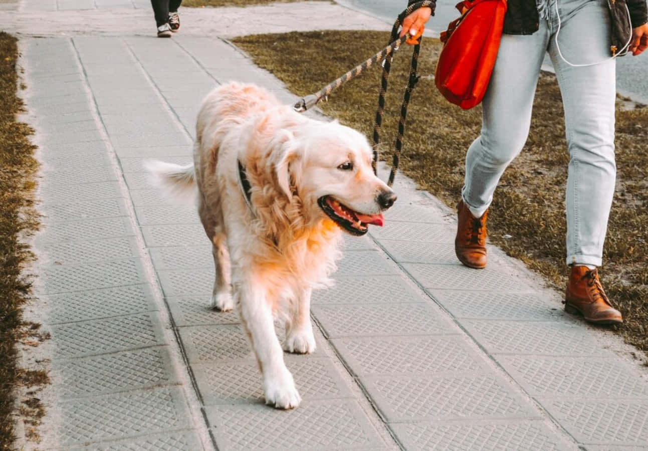 人在人行道上用繩子遛金毛尋回犬