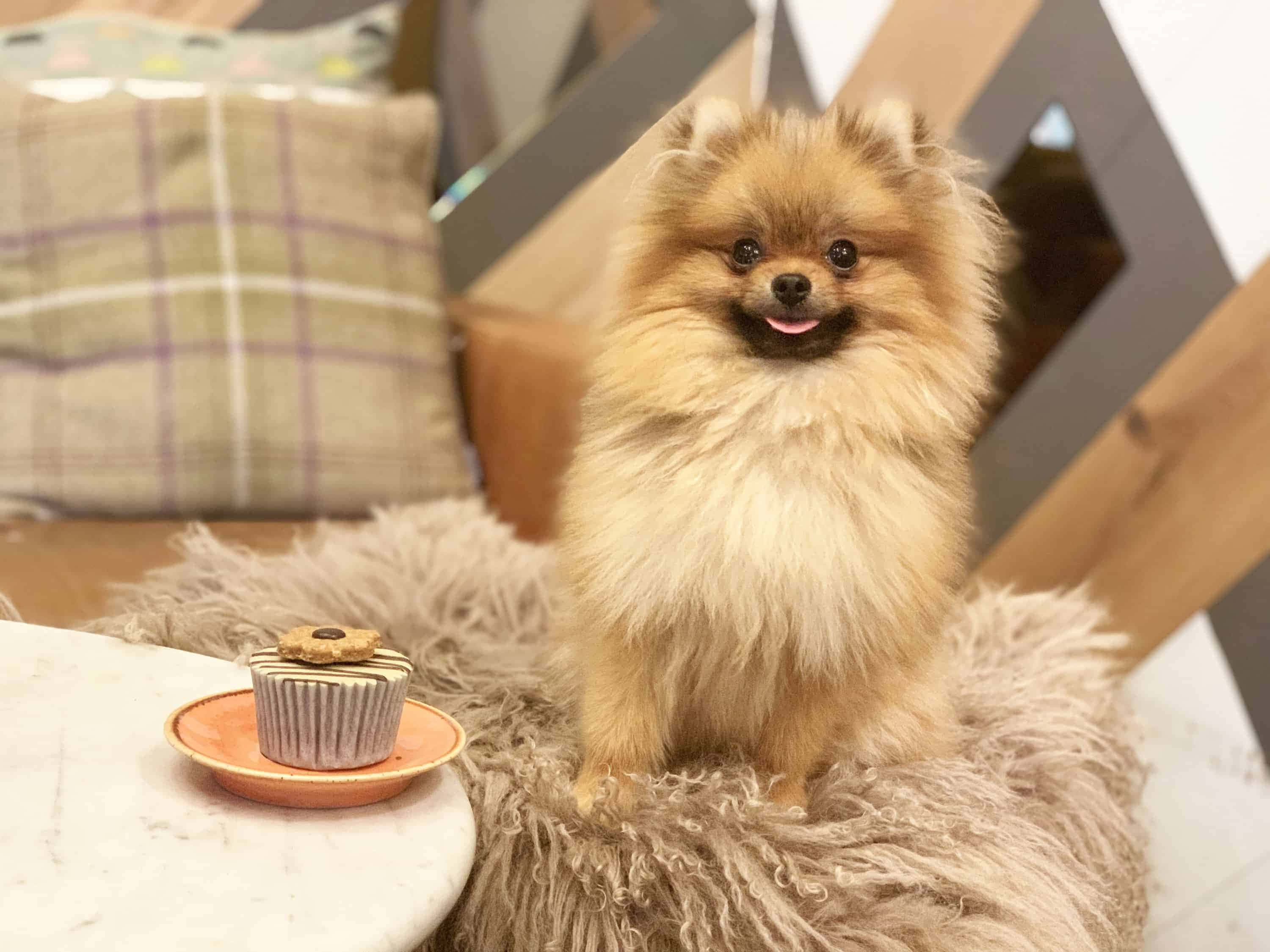 金毛尋回犬在公園享受陽光 壁紙 — 一隻毛茸茸的博美犬開心地坐在大理石桌上紙杯蛋糕旁邊的長毛地毯上。