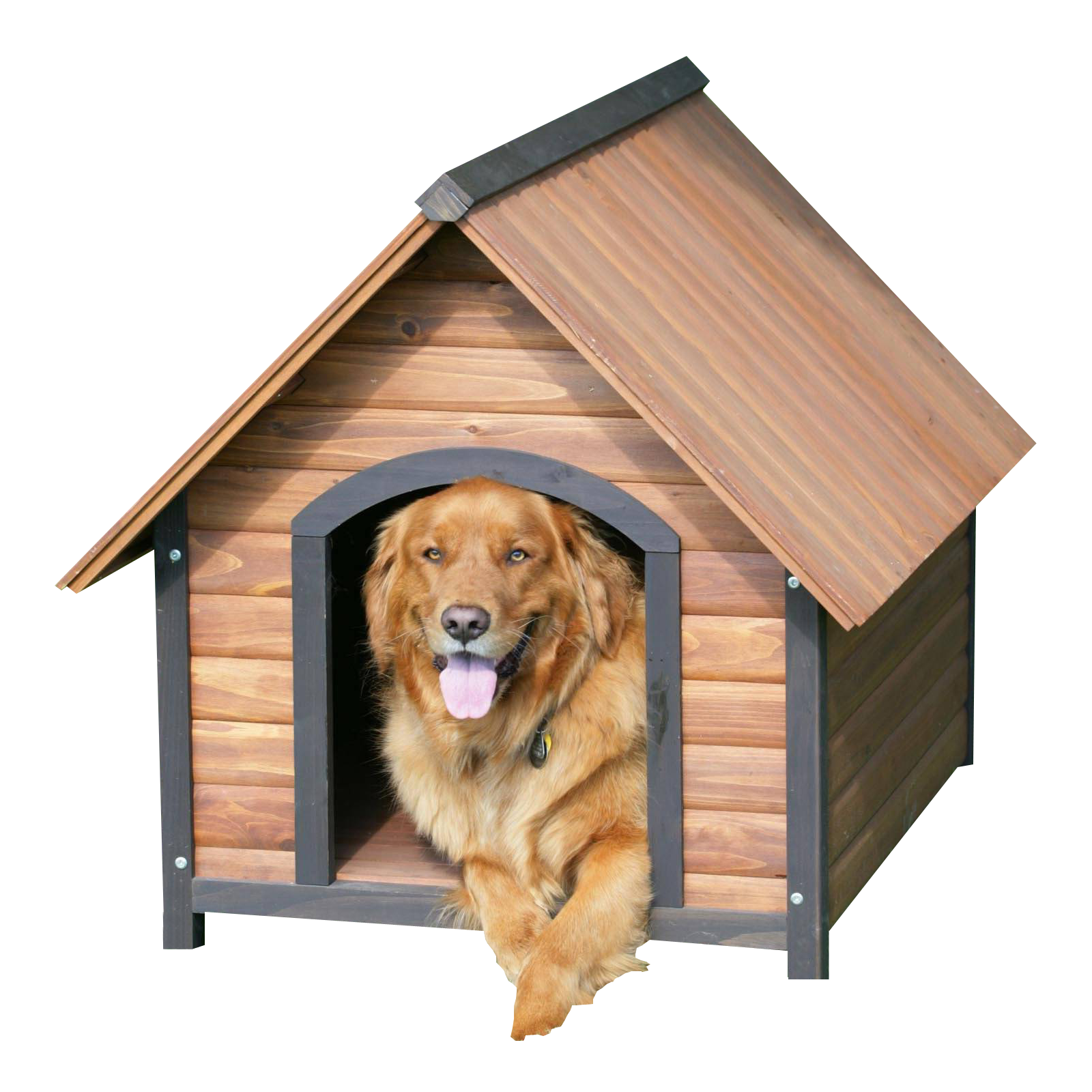 金毛尋回犬在狗屋中 壁紙