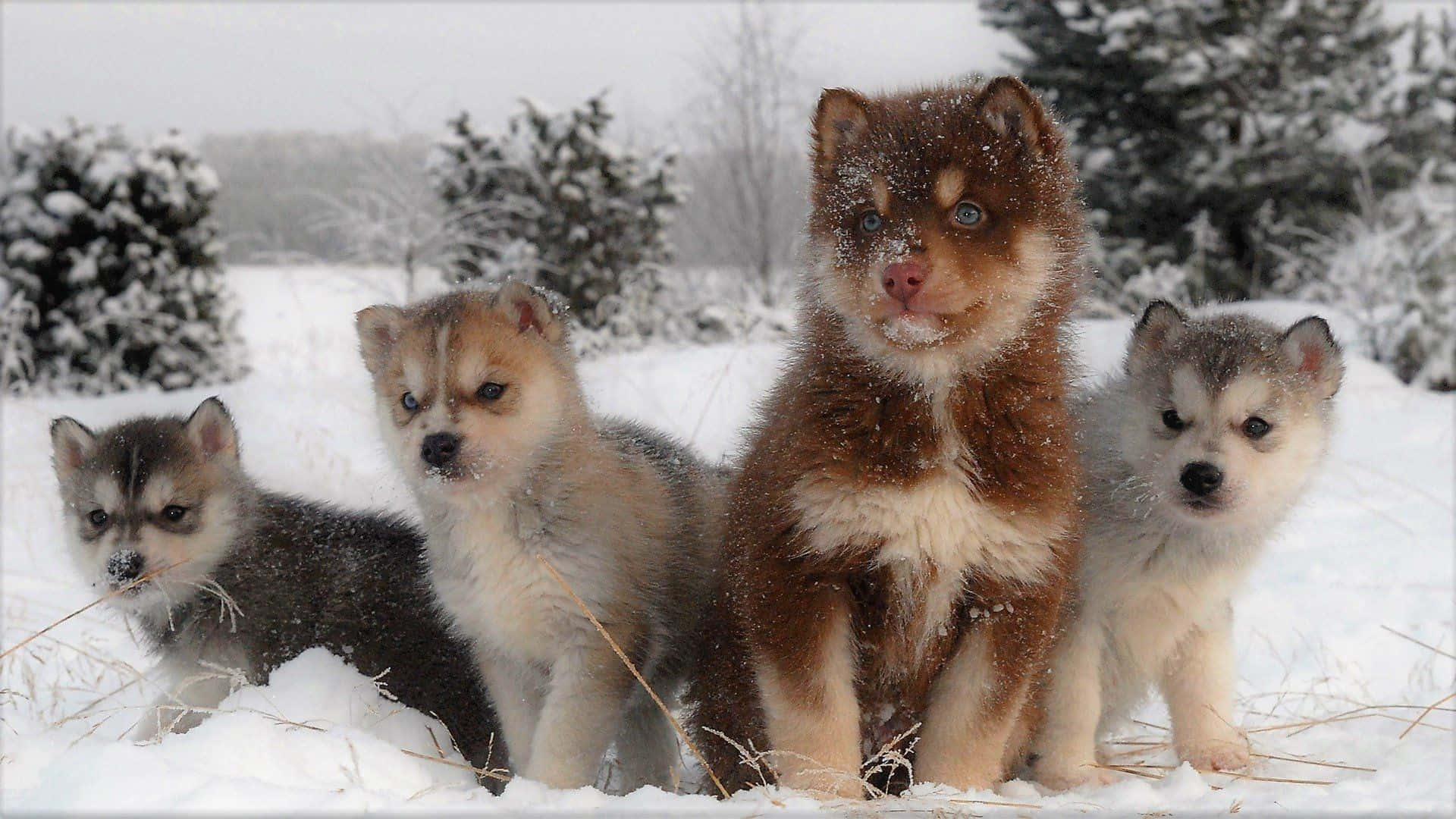 金毛尋回犬在雪中嬉戲。 壁紙 — 四隻毛茸茸的哈士奇幼犬，有著引人注目的藍色眼睛，坐在深雪中，周圍是覆蓋著雪的常青樹。
