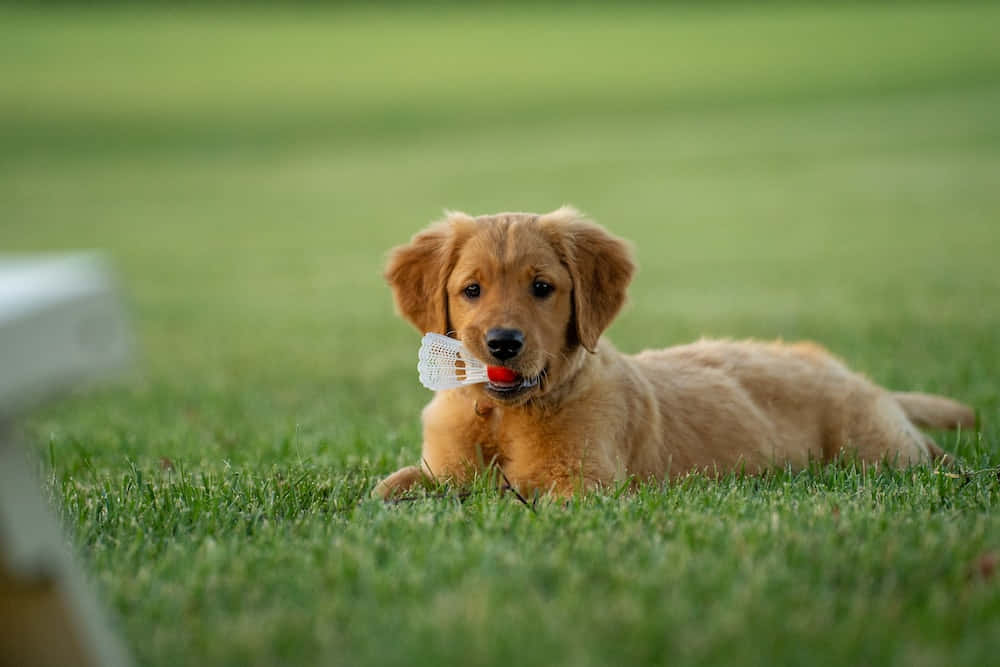 金毛尋回犬幼犬躺在草地上，嘴裡叼著羽毛球。
