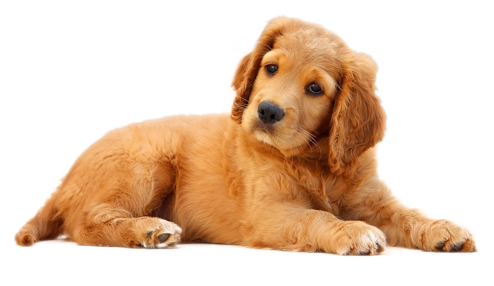 金毛尋回犬幼犬躺臥 壁紙