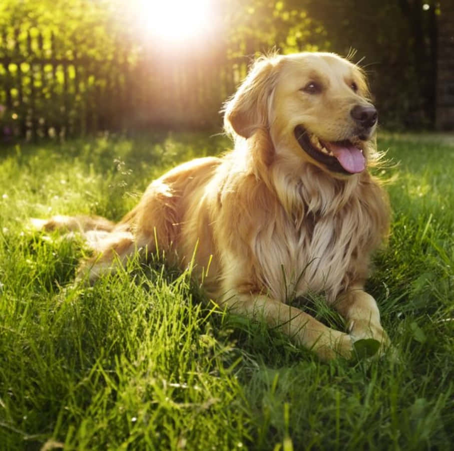 金毛尋回犬犬種圖片 壁紙 — 一隻金毛尋回犬快樂地躺在鮮綠色的草地上，溫暖的陽光在牠身後照耀。