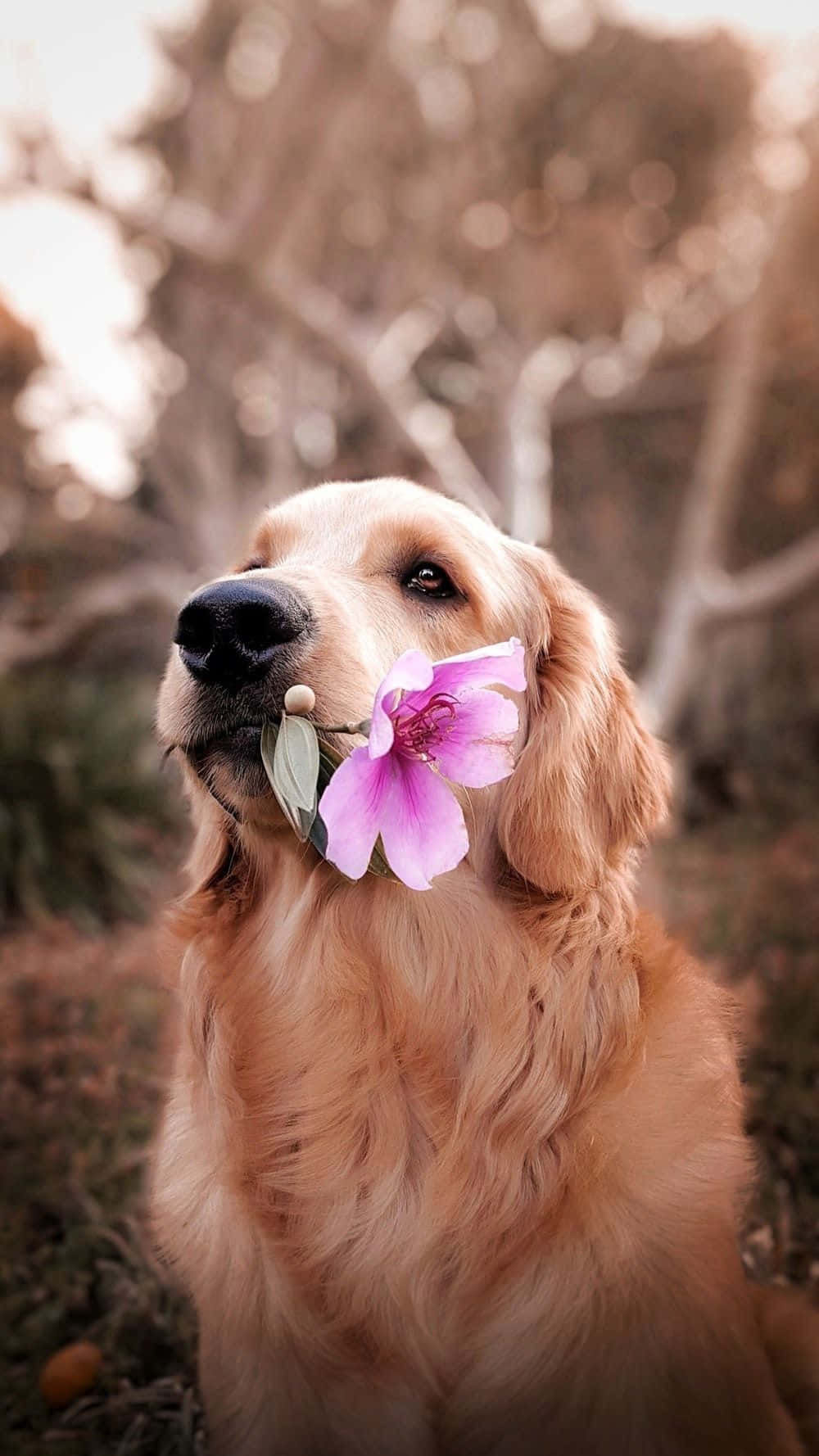 金毛尋回犬在戶外叼著一朵粉紅色花朵。