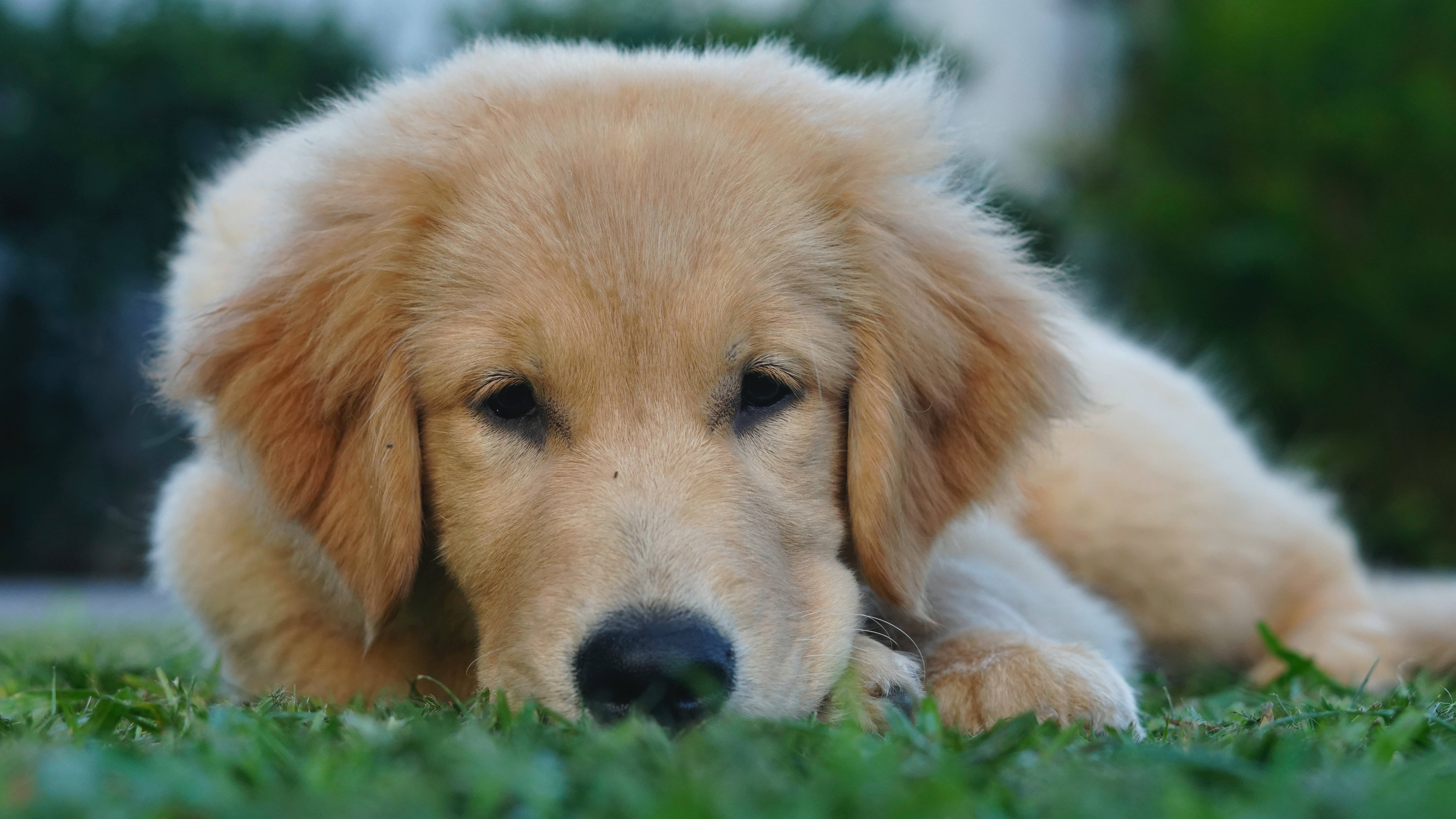 金毛幼犬凝視特寫 壁紙 — 一隻毛茸茸的金毛尋回犬幼犬將頭放在充滿活力的綠色草地上，背景是柔焦的樹葉。