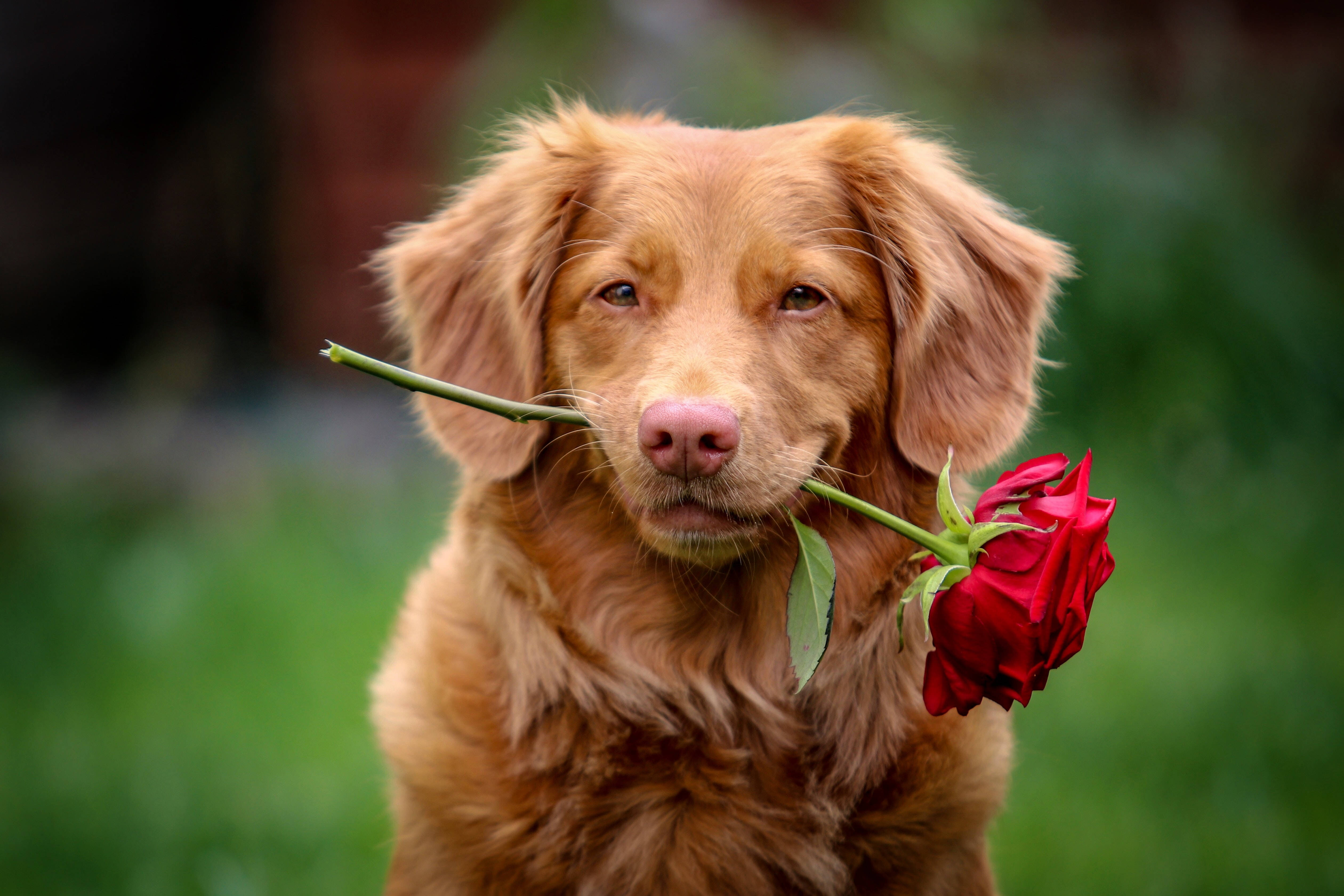 金毛幼犬咬紅玫瑰 壁紙 — 一隻金毛尋回犬叼著一朵鮮豔的紅玫瑰，背景是柔和的綠色模糊效果。