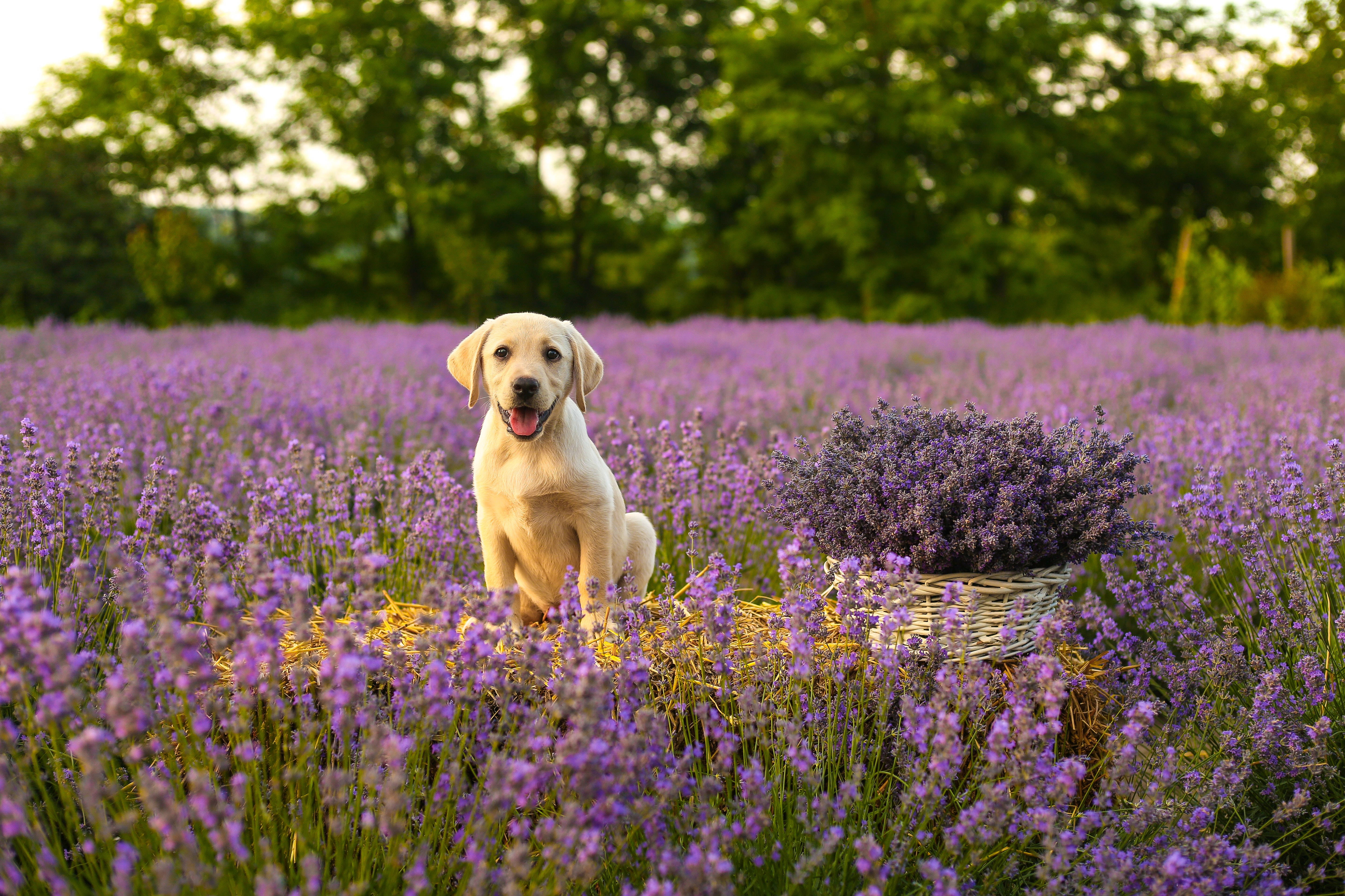 金毛幼犬在薰衣草田 壁紙 — 一隻開心的黃色拉布拉多幼犬在金色時光中，快樂地坐在盛開的紫色薰衣草廣闊田野裡。