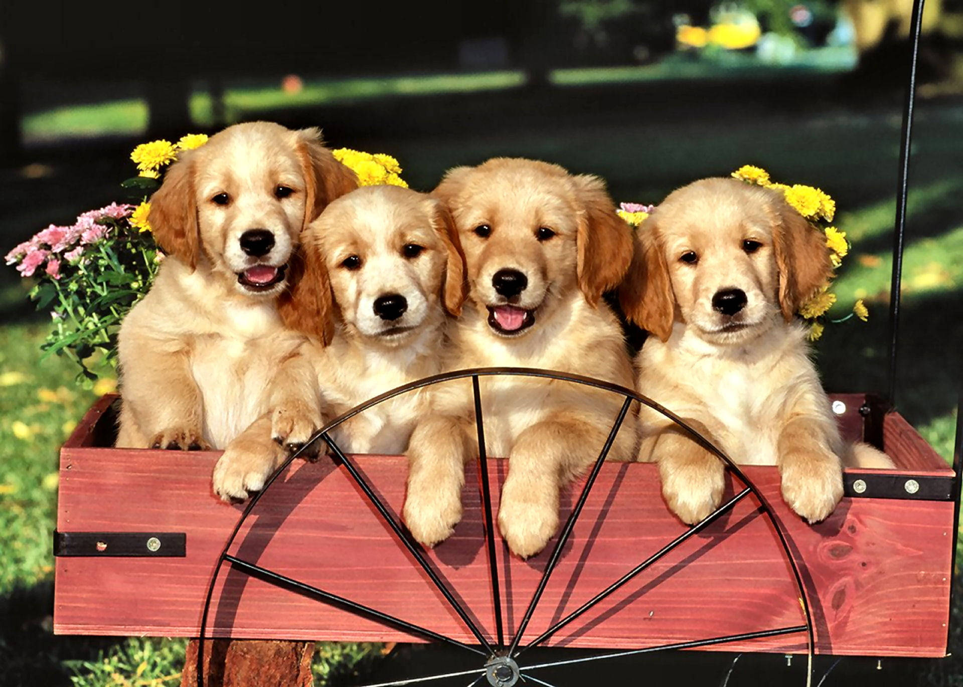 金毛幼犬在馬車中 壁紙 — 四隻可愛的金毛尋回犬幼犬在陽光明媚的日子裡，開心地坐在一輛裝飾著黃色和粉紅色花朵的紅色手推車上。