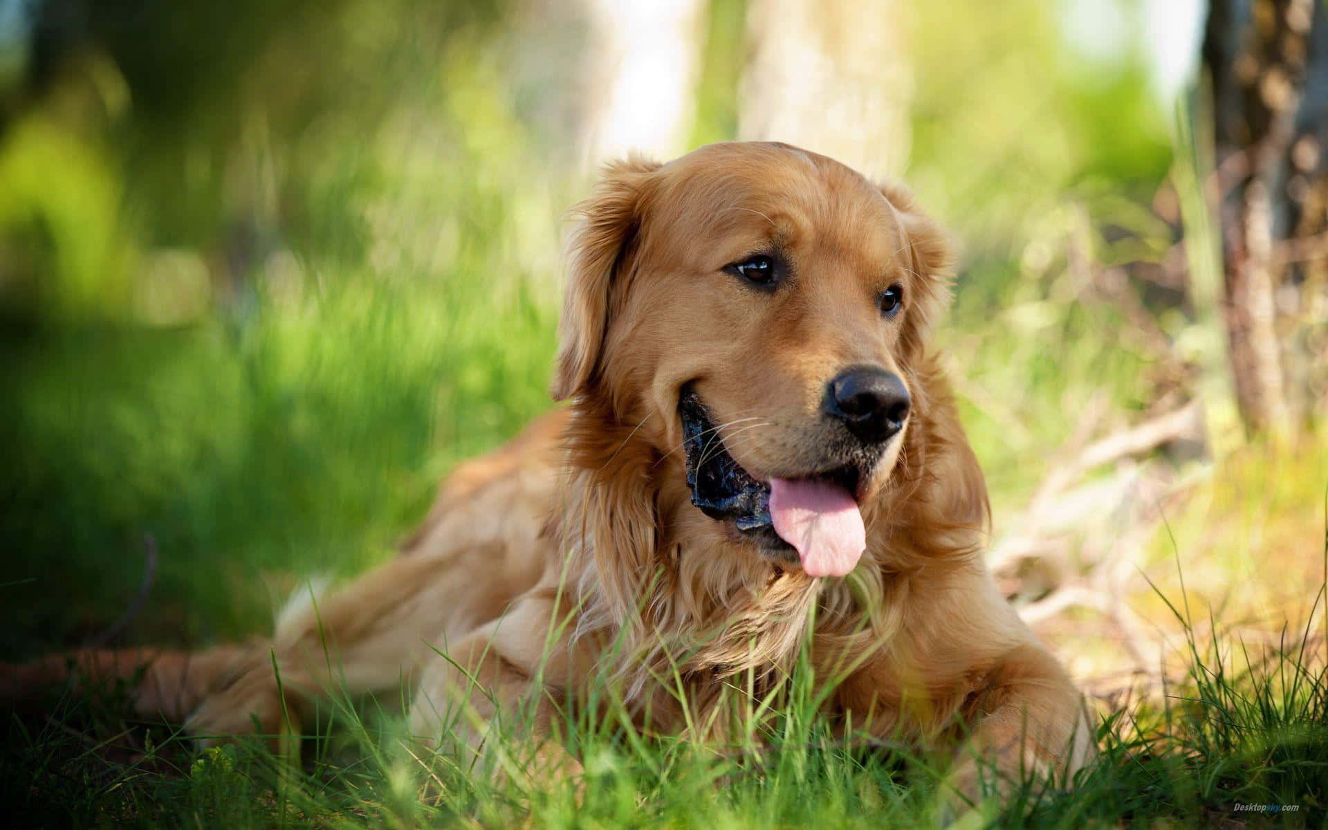 金毛幼犬好奇地站起，仰望前方 壁紙 — 一隻金毛尋回犬在陽光照耀的草地上快樂地休息，背景是柔和的森林。