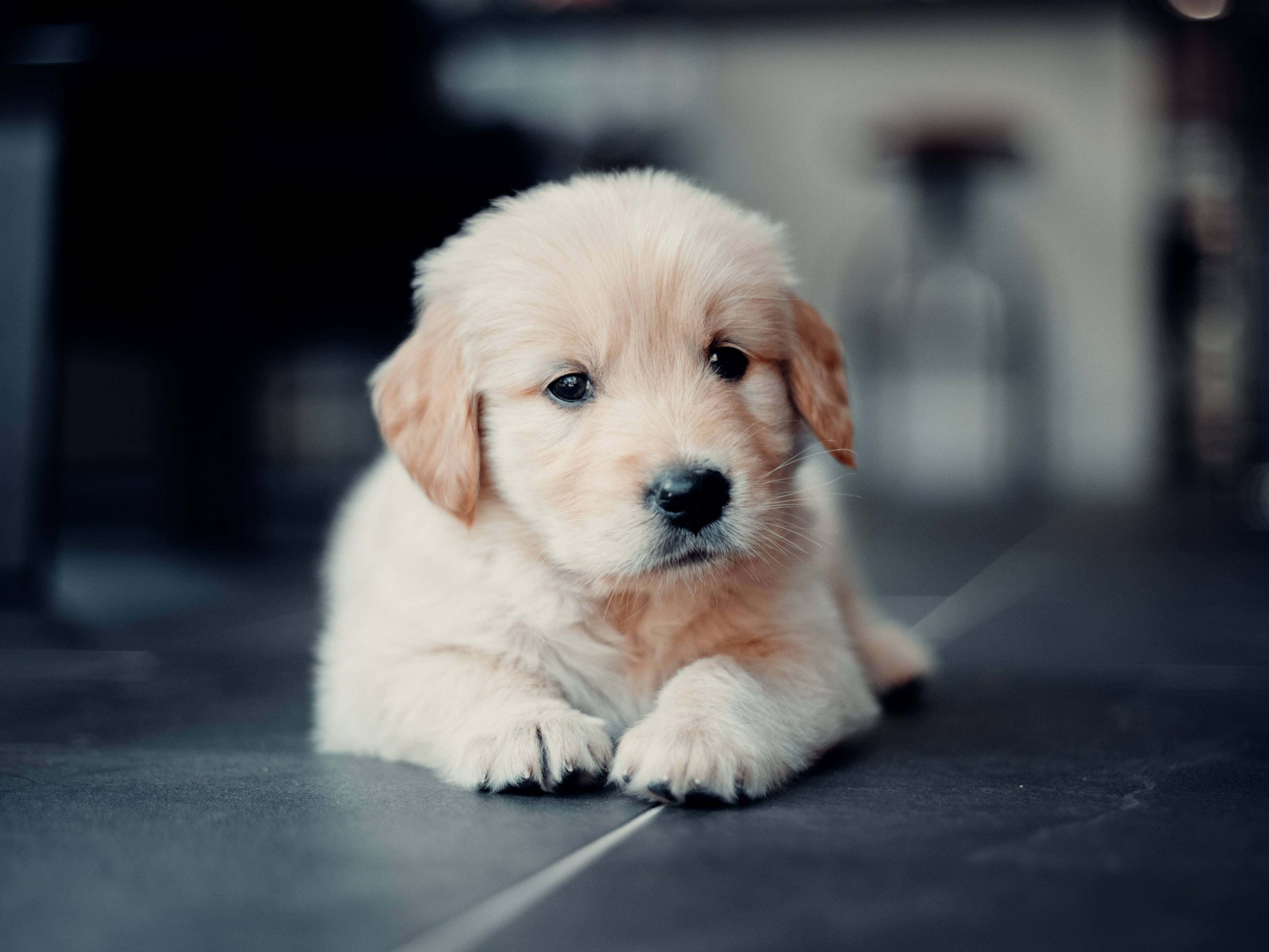 金毛幼犬微距特寫 壁紙 — 一隻毛茸茸的金毛尋回犬幼犬躺在深色瓷磚地板上，背景柔和模糊。