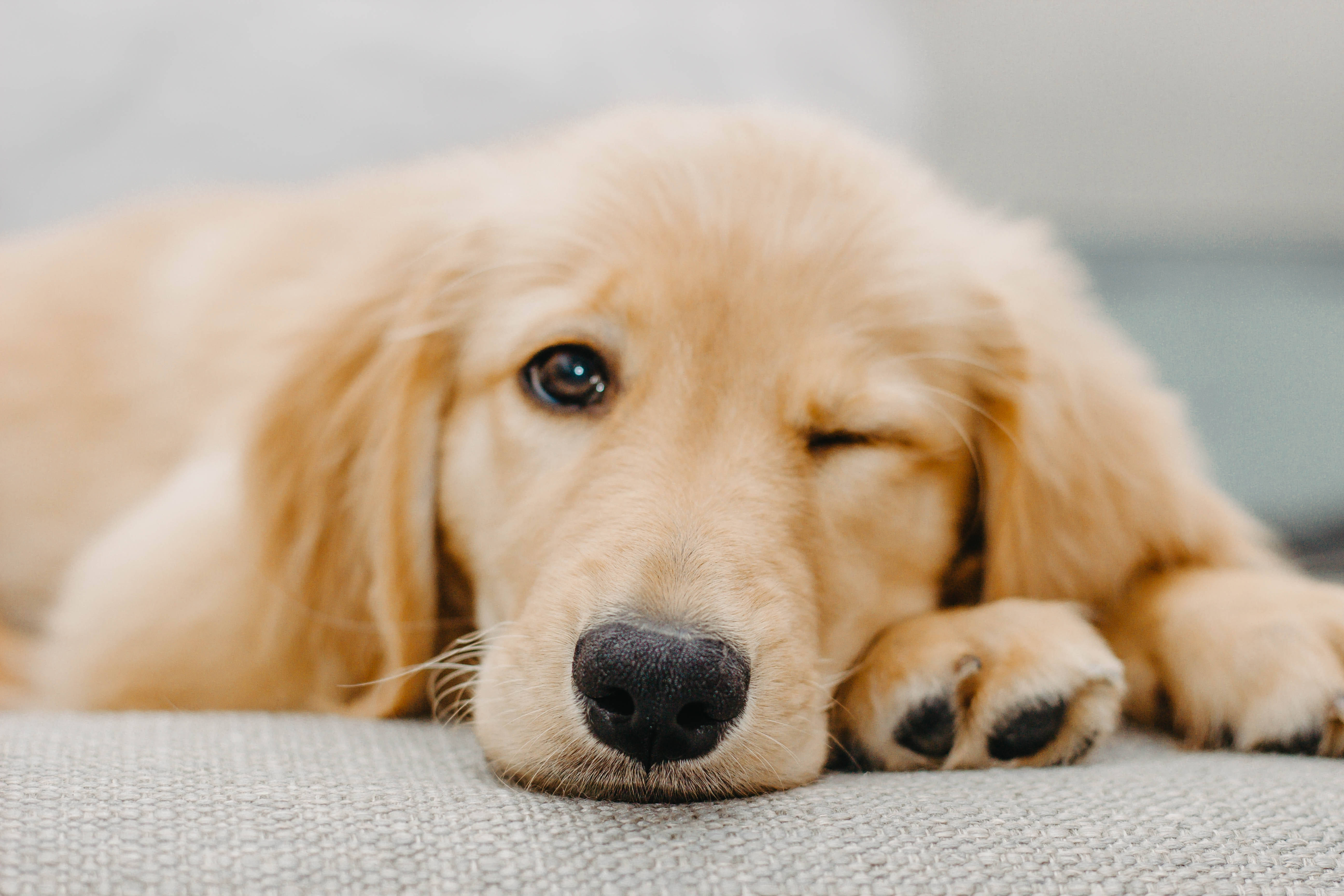 金毛幼犬眨眼 壁紙 — 一隻金毛尋回犬幼犬將頭靠在有紋理的灰色表面上，一隻眼睛閉著，另一隻眼睛溫柔地凝視。