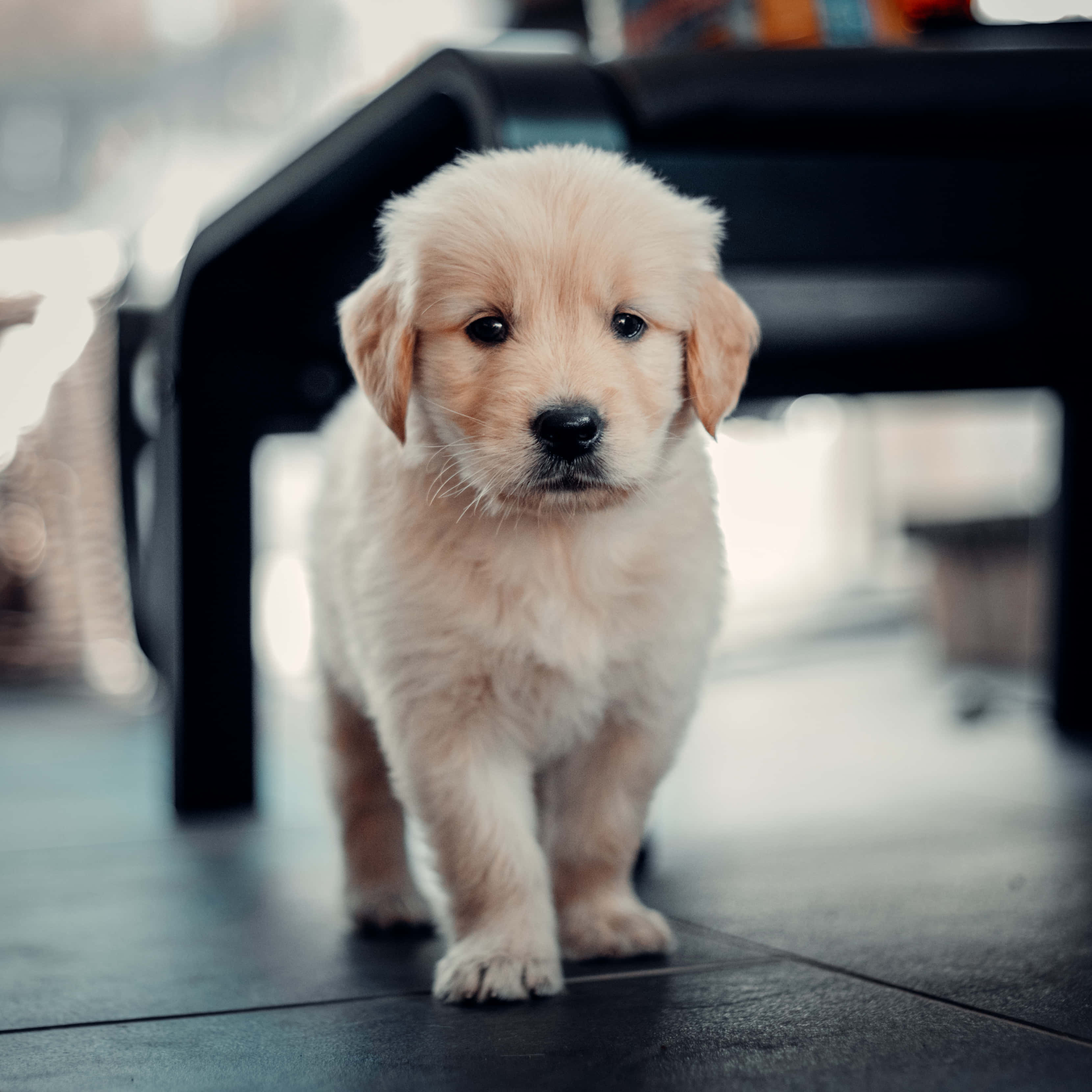 金毛幼犬穿行於青翠草地 壁紙 — 一隻毛茸茸的金毛尋回犬幼犬站在深色瓷磚地板上，直視鏡頭，背景柔和模糊。