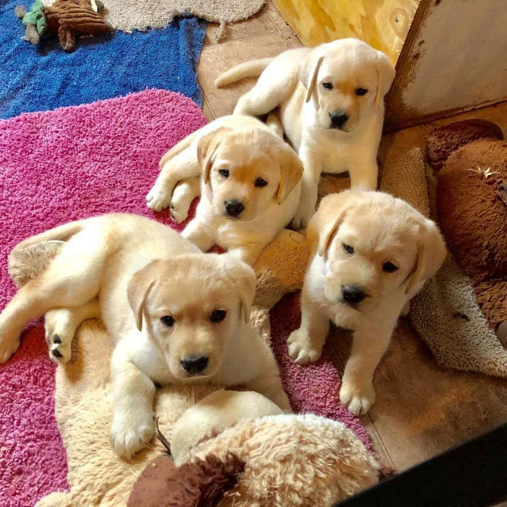 四隻黃色拉布拉多幼犬在色彩繽紛的地毯和毛絨玩具上休息。