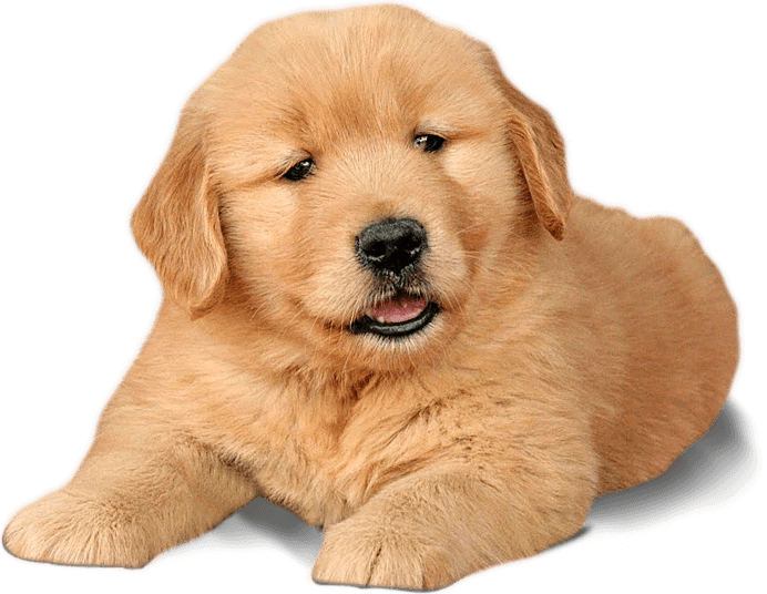 金毛幼犬肖像 壁紙 — 一隻毛茸茸的金毛尋回犬幼犬躺在深色表面上，毛髮柔軟，明亮的眼睛直視觀眾。