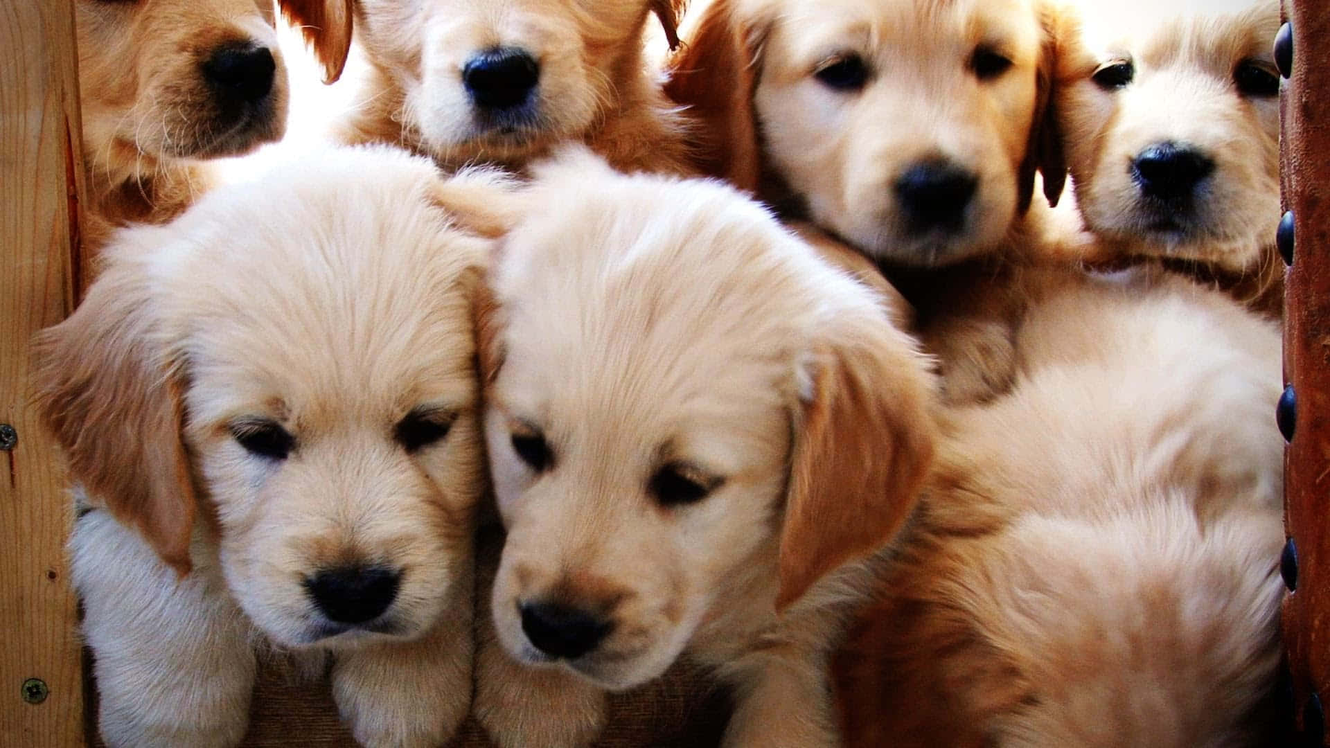 一群金毛尋回犬幼犬擠在木箱裡。