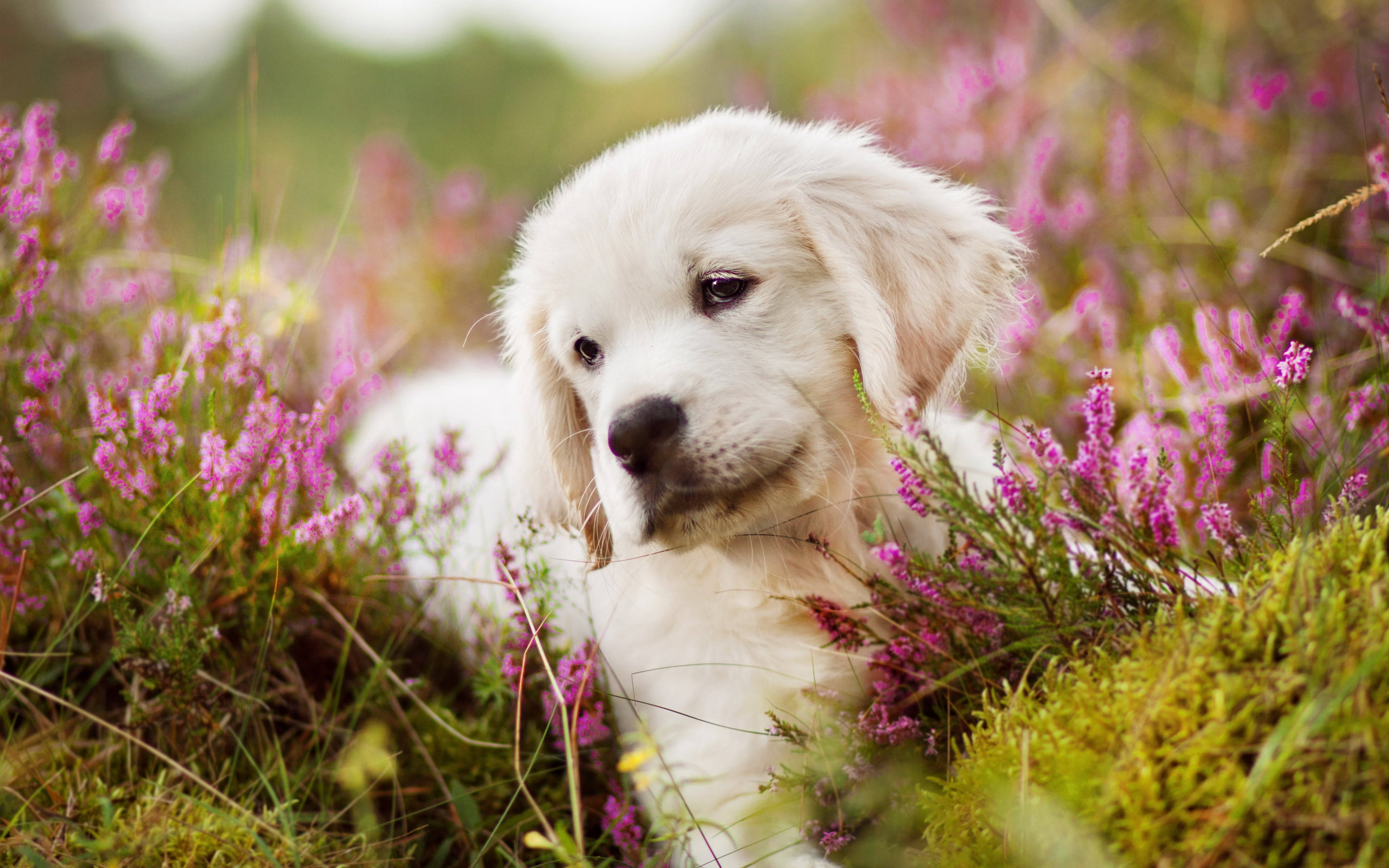金毛幼犬與石楠花 壁紙 — 一隻毛茸茸的白色小狗在鮮豔的粉紅色石楠花和綠色苔蘚中，於柔和的自然環境中休息。
