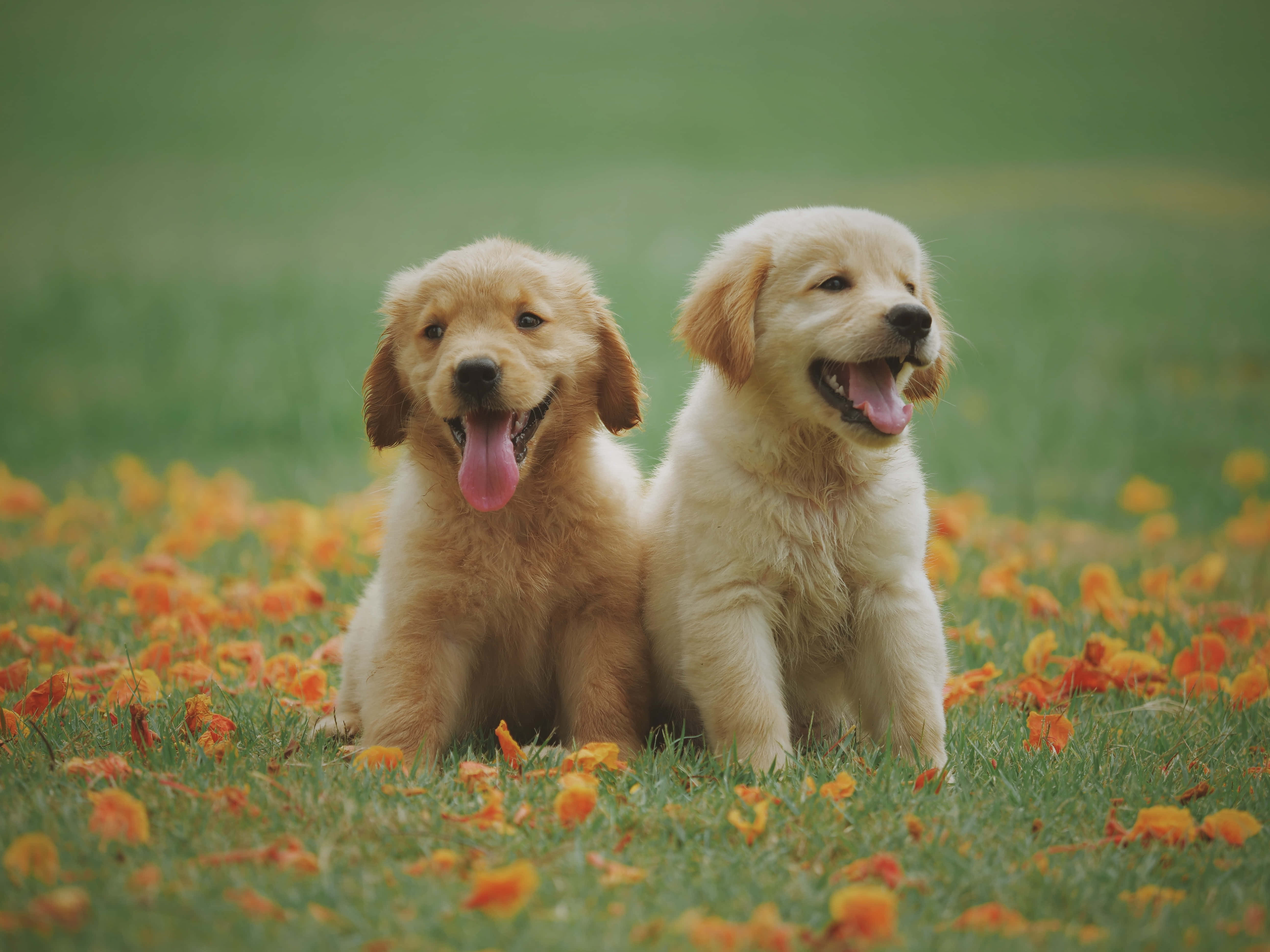 金毛犬享受陽光與新鮮空氣 壁紙 — 兩隻快樂的金毛尋回犬幼犬坐在草地上，草地上散落著橙色花朵，伸出舌頭，眼睛明亮。