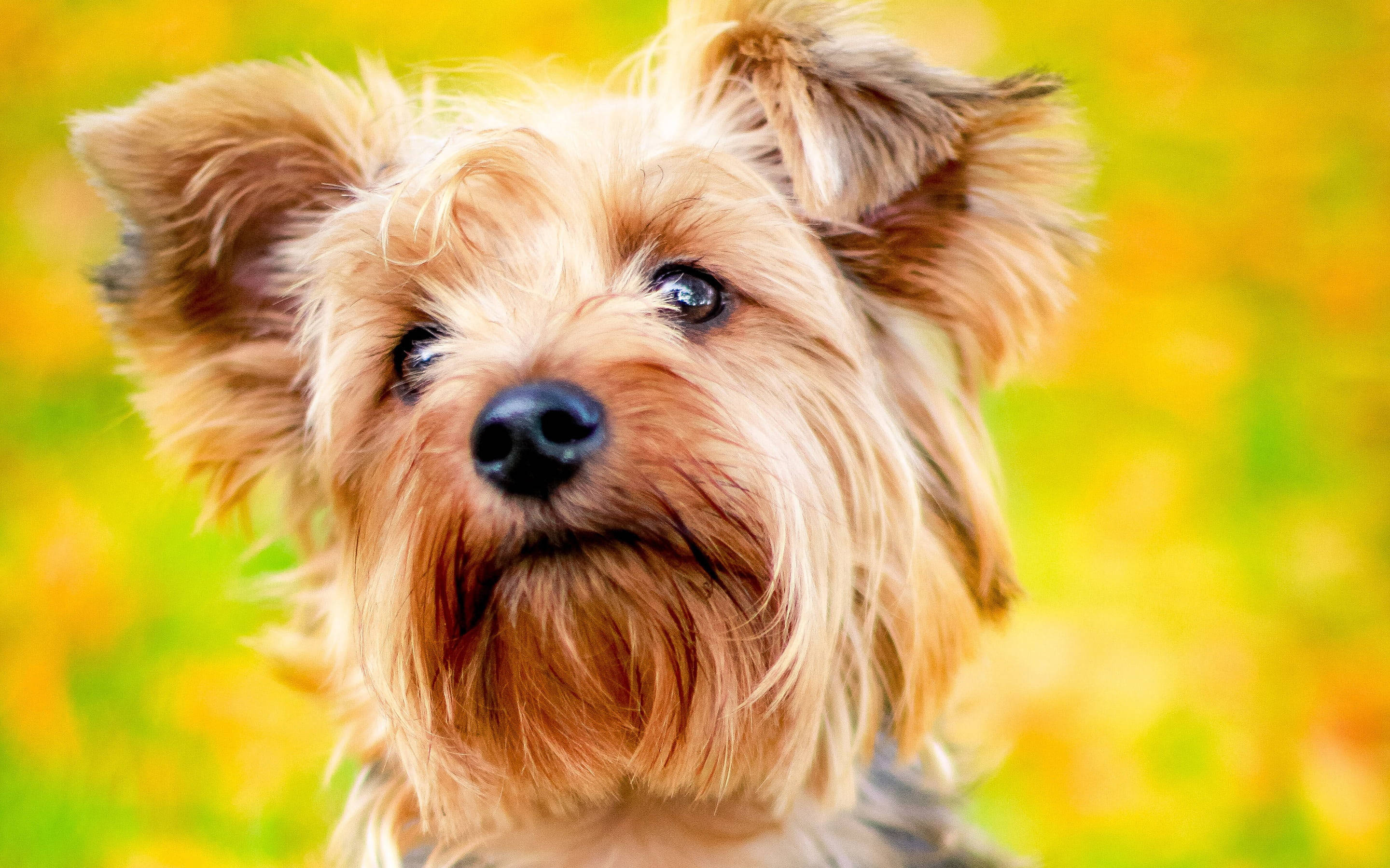 金毛約克夏幼犬閃亮雙眼 壁紙 — 一隻毛茸茸嘅約克夏㹴嘅特寫，佢對明亮嘅眼睛向前凝視，背景係鮮豔嘅黃色同綠色模糊效果。