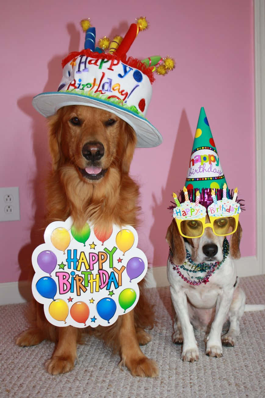 兩隻狗戴著生日帽和眼鏡，在室內用氣球慶祝。