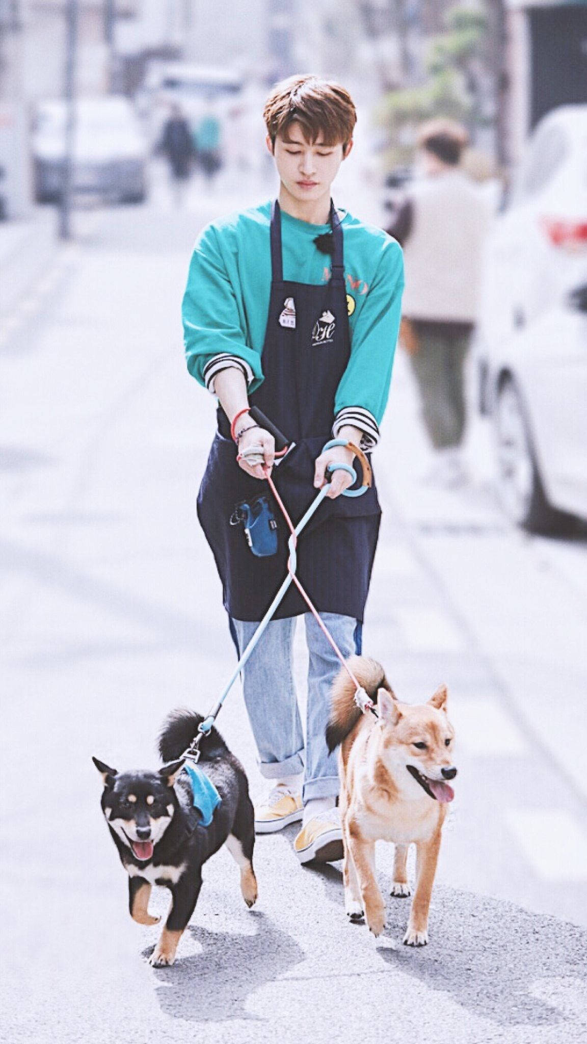 金漢彬牽著柴犬散步 壁紙 — 一位身穿青綠色毛衣和圍裙的年輕男子，在陽光明媚的街道上遛兩隻快樂的柴犬。