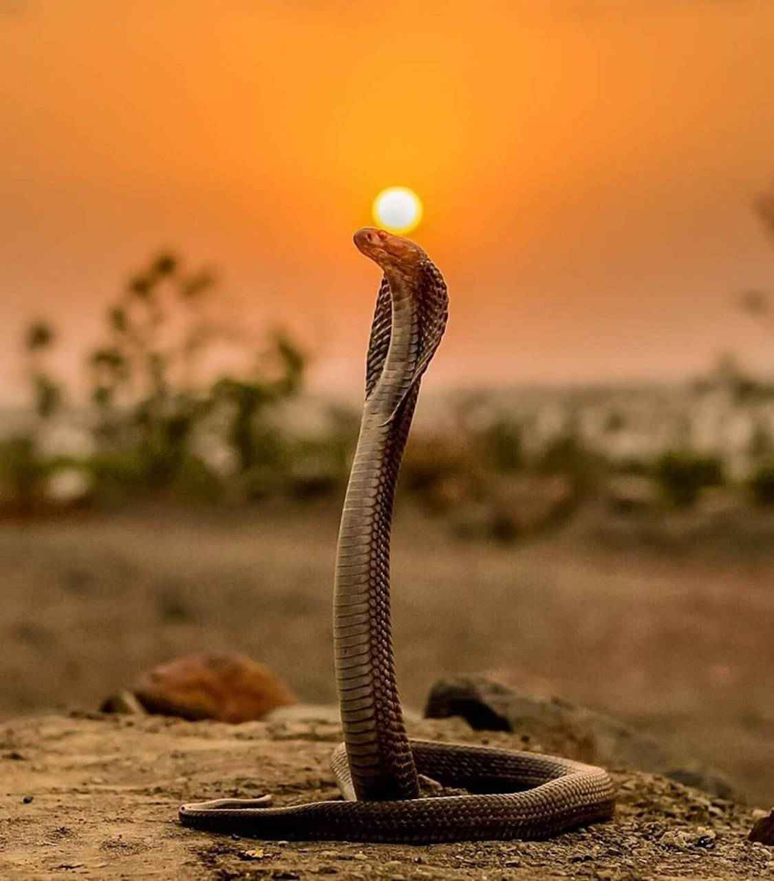 金環蛇與夕陽 壁紙 — 一條眼鏡蛇在沙漠日落時分豎起，展開其頭巾，映襯著發光的橙色天空。