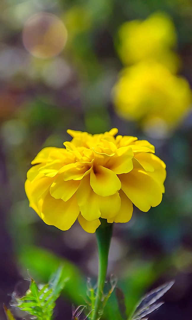 一朵明亮的黃色萬壽菊花，帶有綠色莖和葉子，背景是模糊的花園。