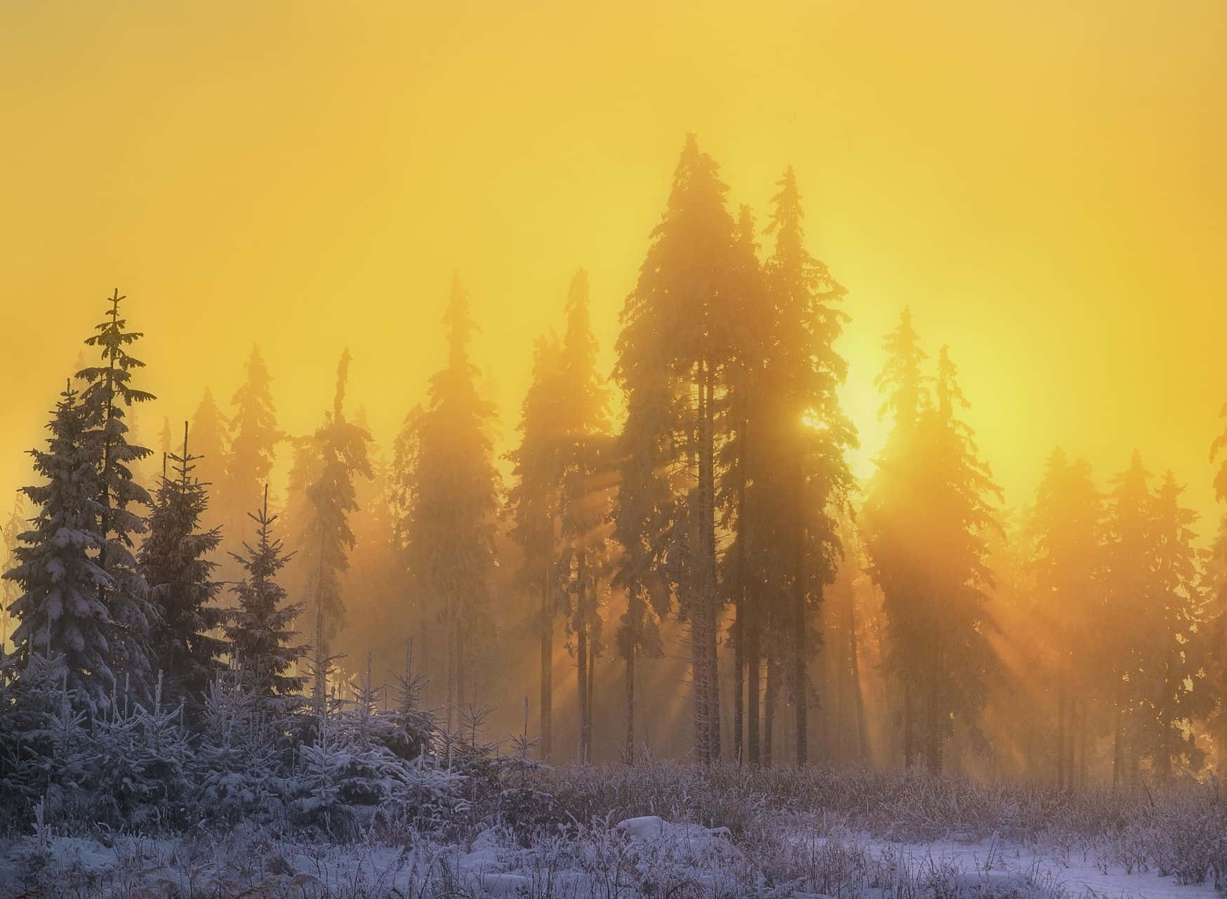 Yellow Sky 桌布 壁紙 — 金色嘅日出光線穿過被雪覆蓋嘅松樹，喺寧靜嘅冬季森林霧氣中閃耀。